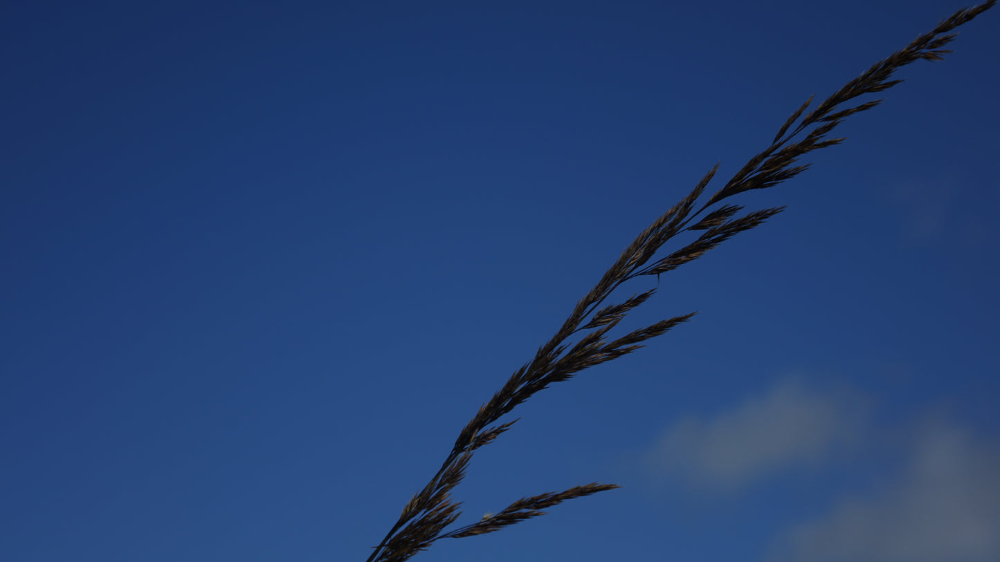 Calamagrostis 'Karl Foerster'