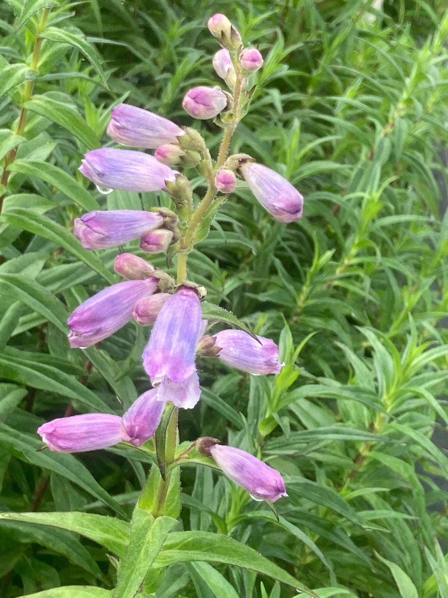 PENSTEMON 'LADY HAMILTON'
