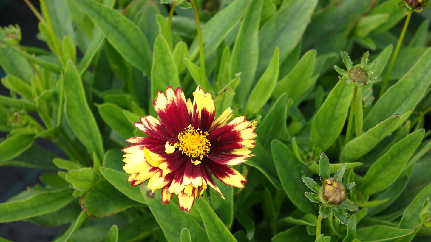 COREOPSIS UPTICK
YELLOW & RED