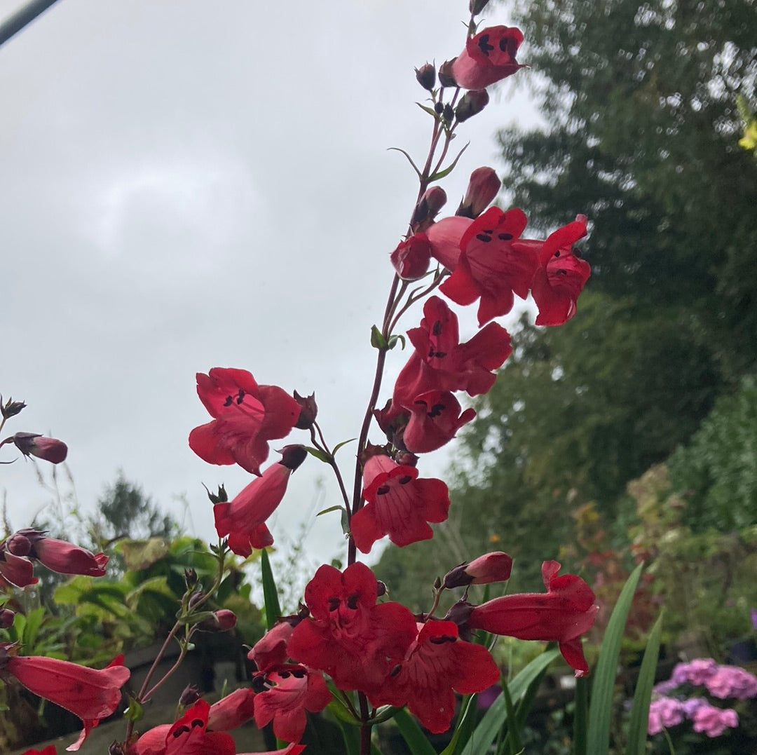 Penstemon ‘Schoenholzeri’