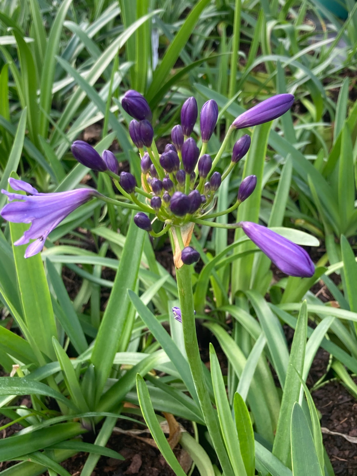 Agapanthus 'Poppin Purple'