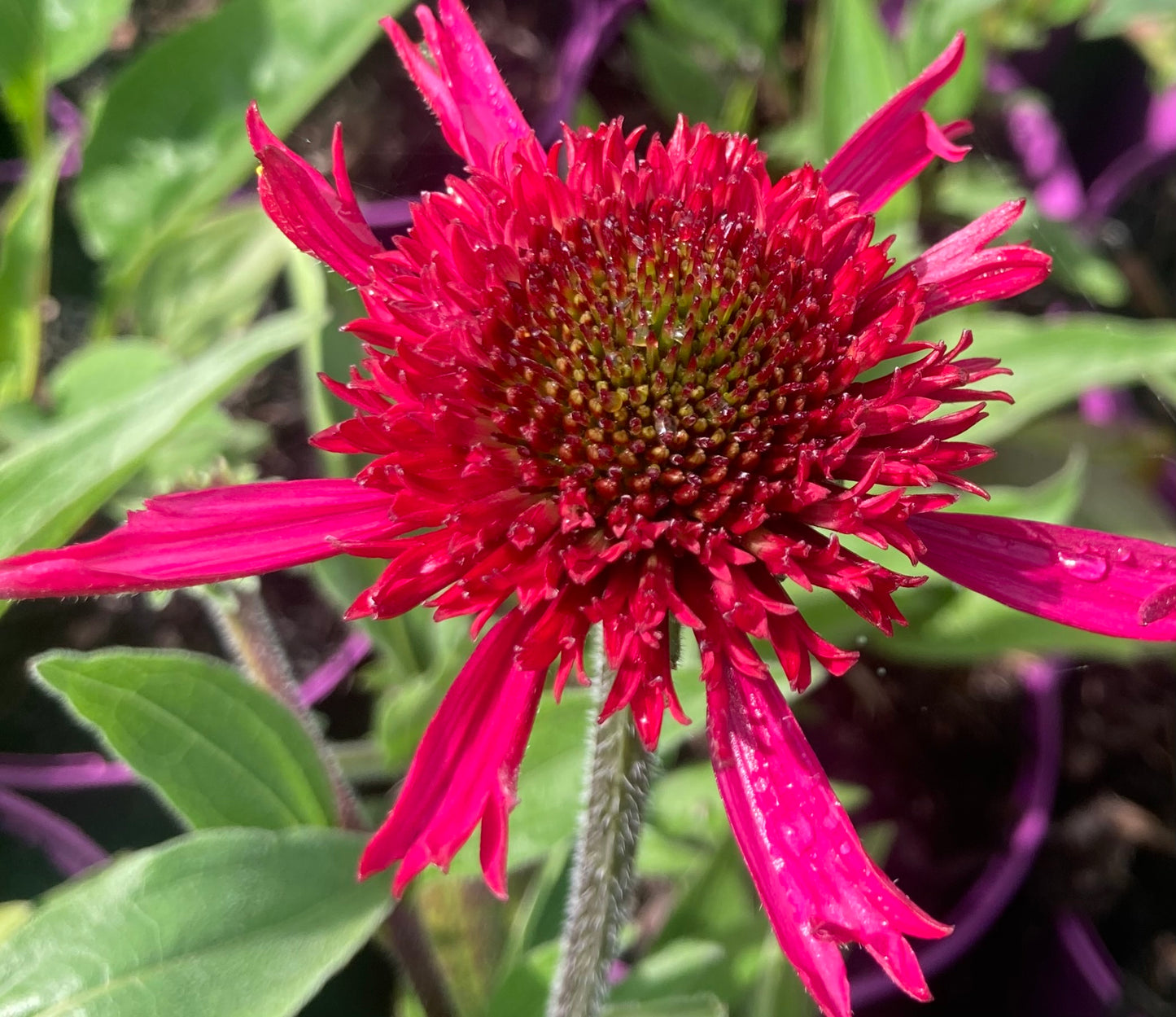 Echinacea 'Delicious Candy'