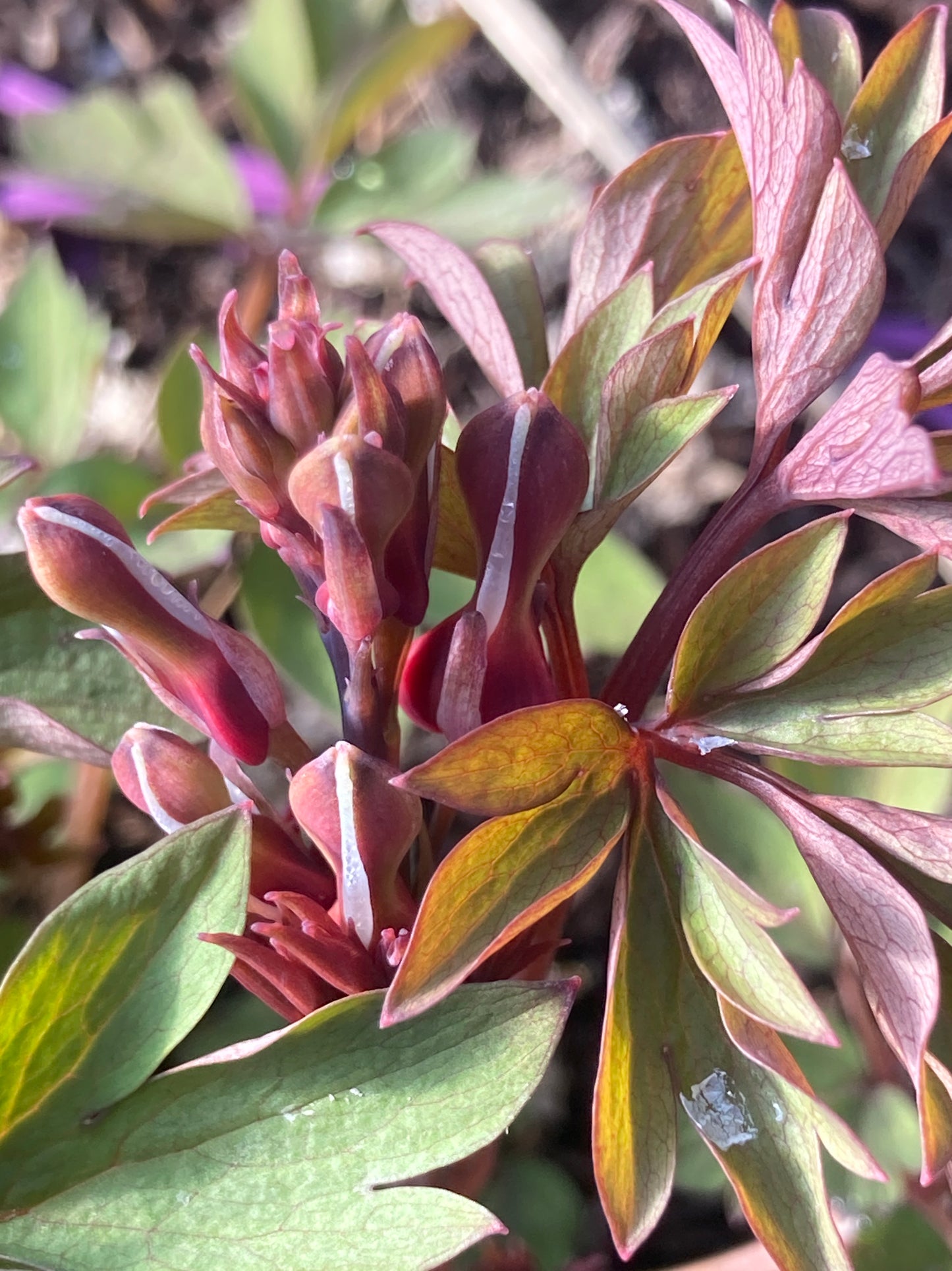 Dicentra ‘Valentine’