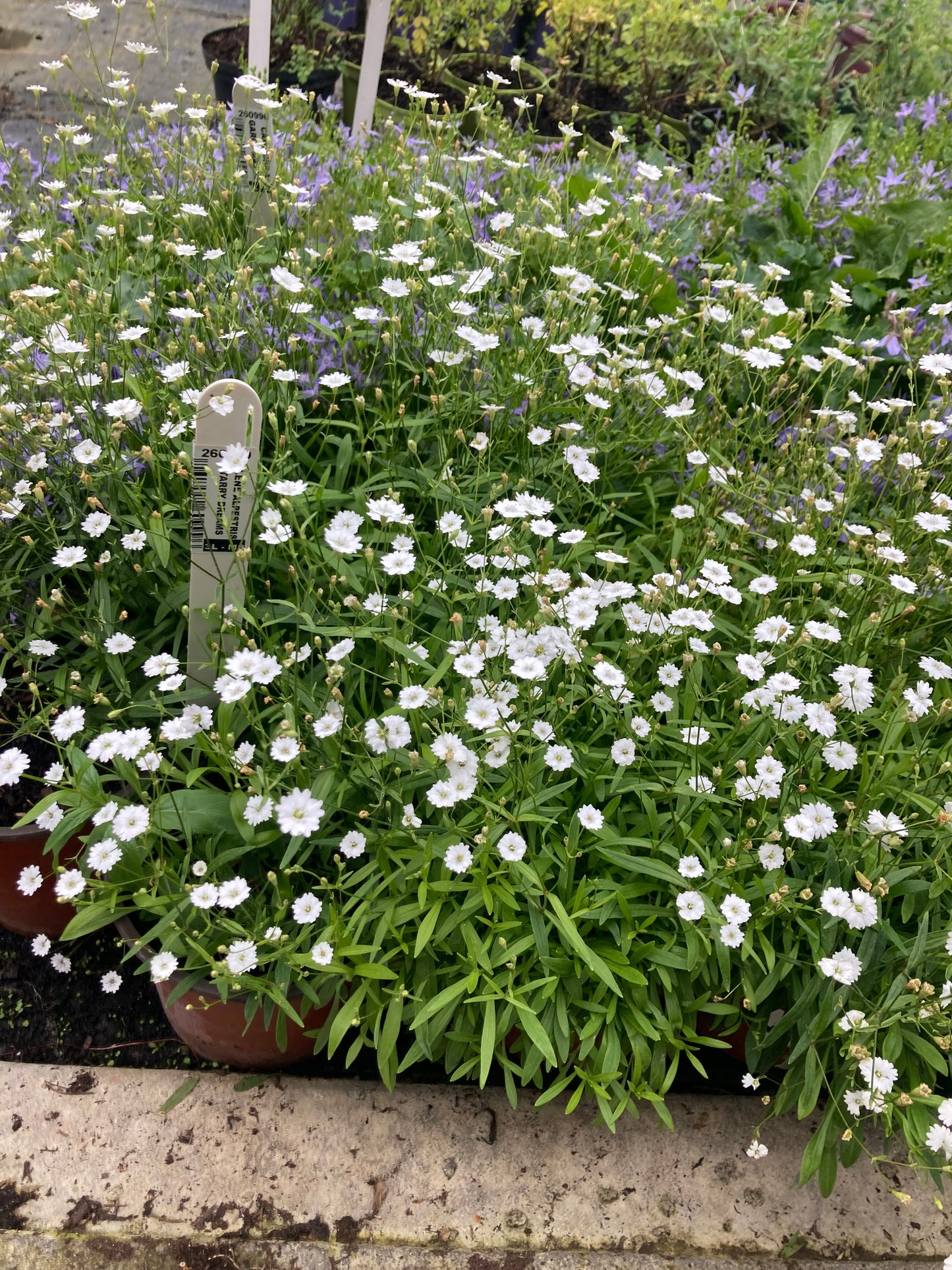 Silene alpestris ‘Starry Dreams’