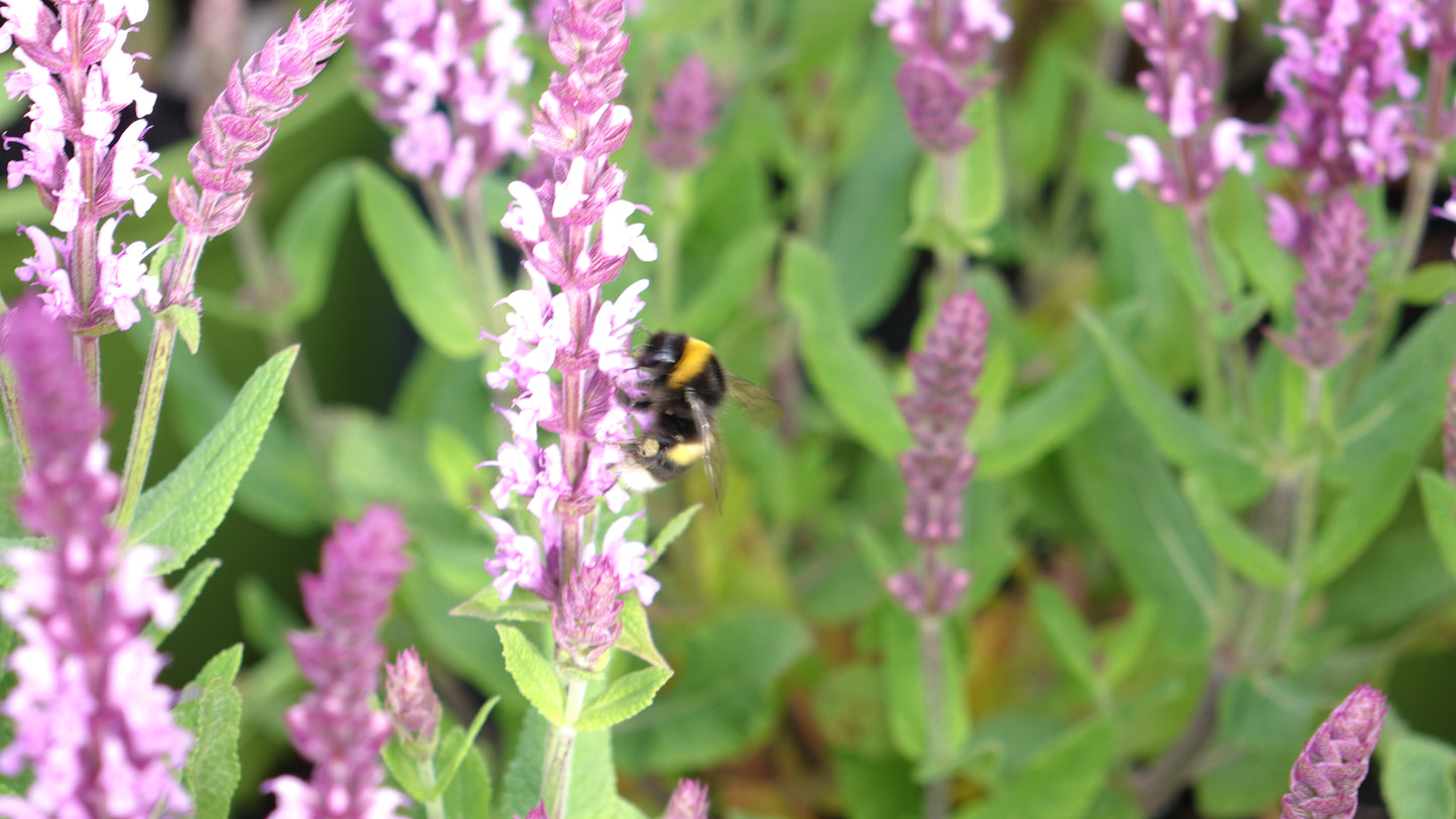Salvia 'Sensation Pink'