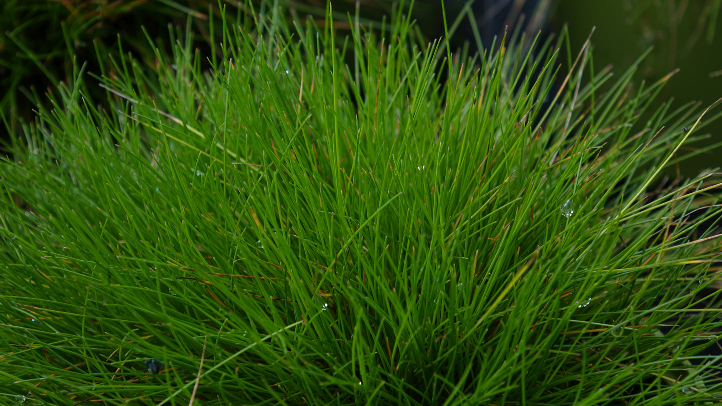 Deschampsia flex. 'Tatra Gold'