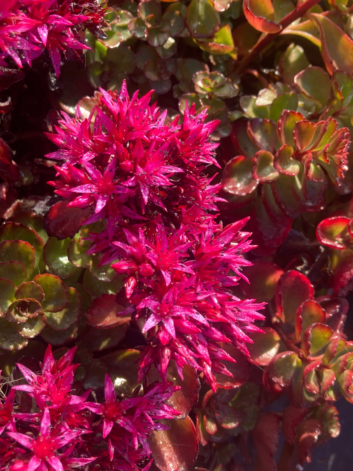 Sedum spur-
"Fuldaglut"