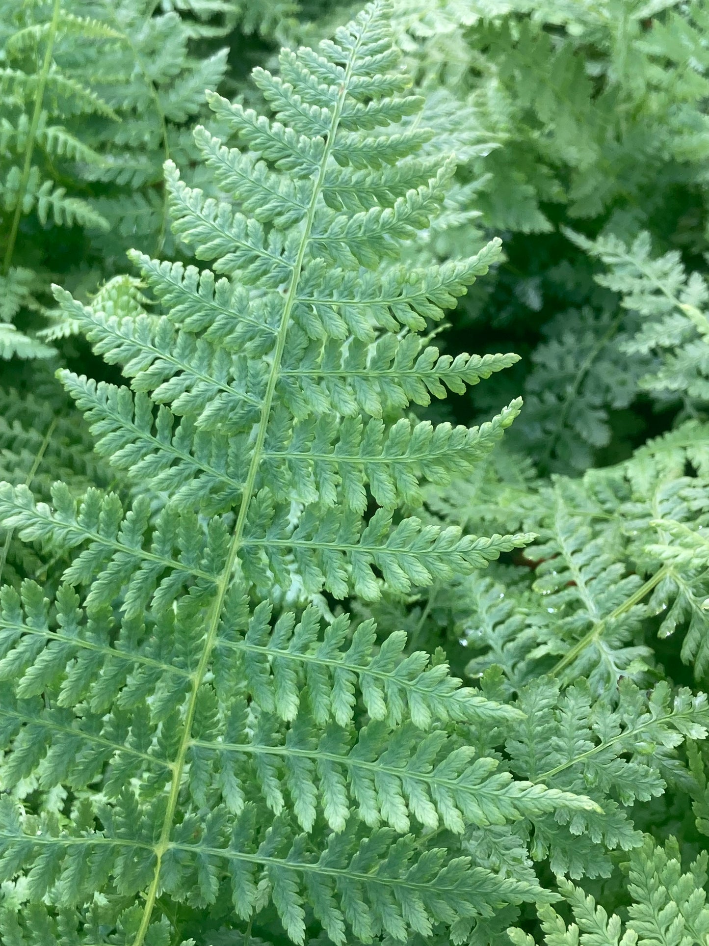 Athyrium filix-femina