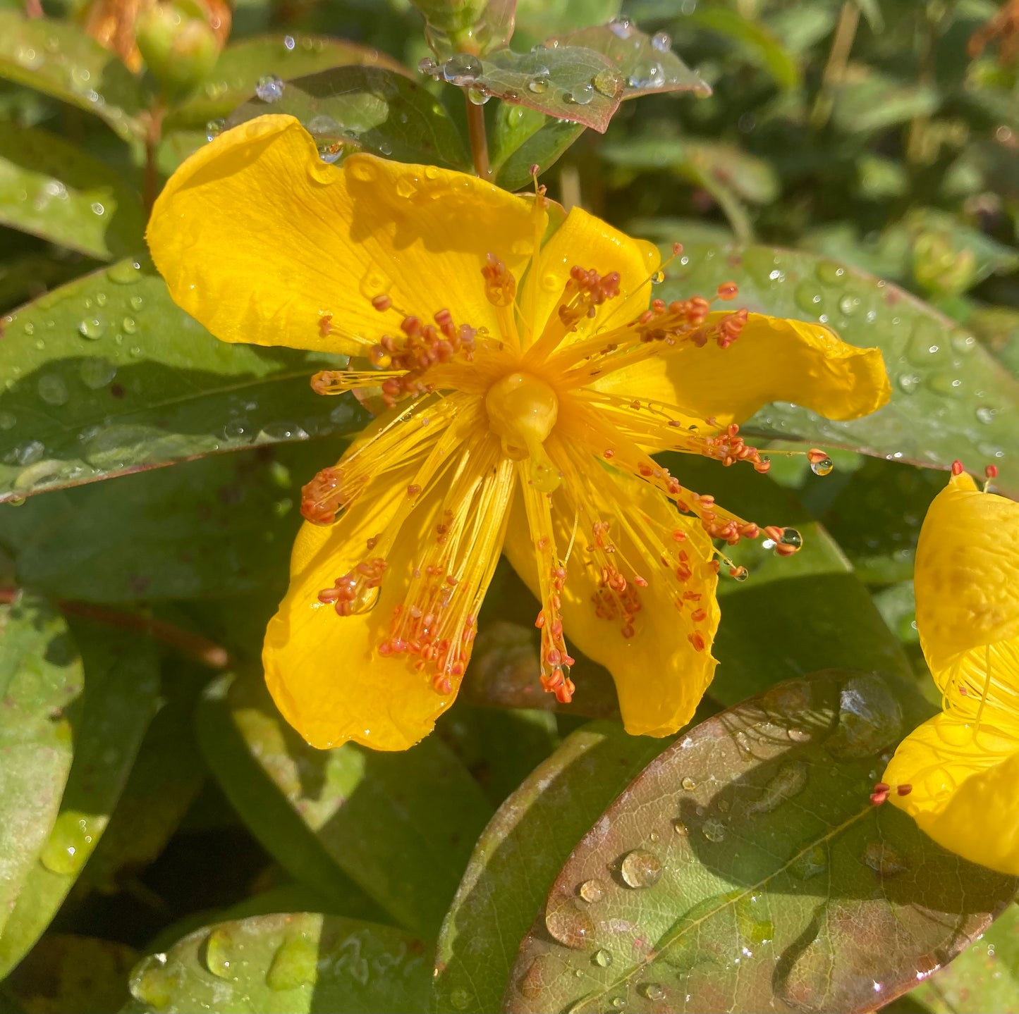 Hypericum 'Rose of Sharon'