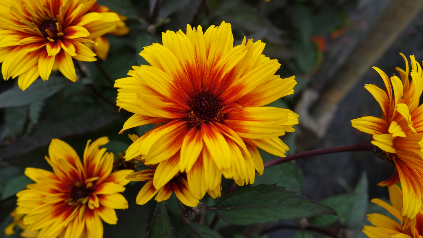 Heliopsis 'Funky Spinner'