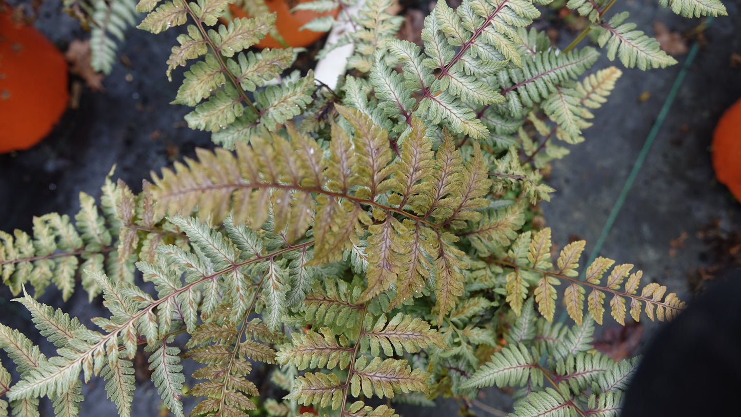 Athyrium niponicum var. pictum 'Silver Falls'