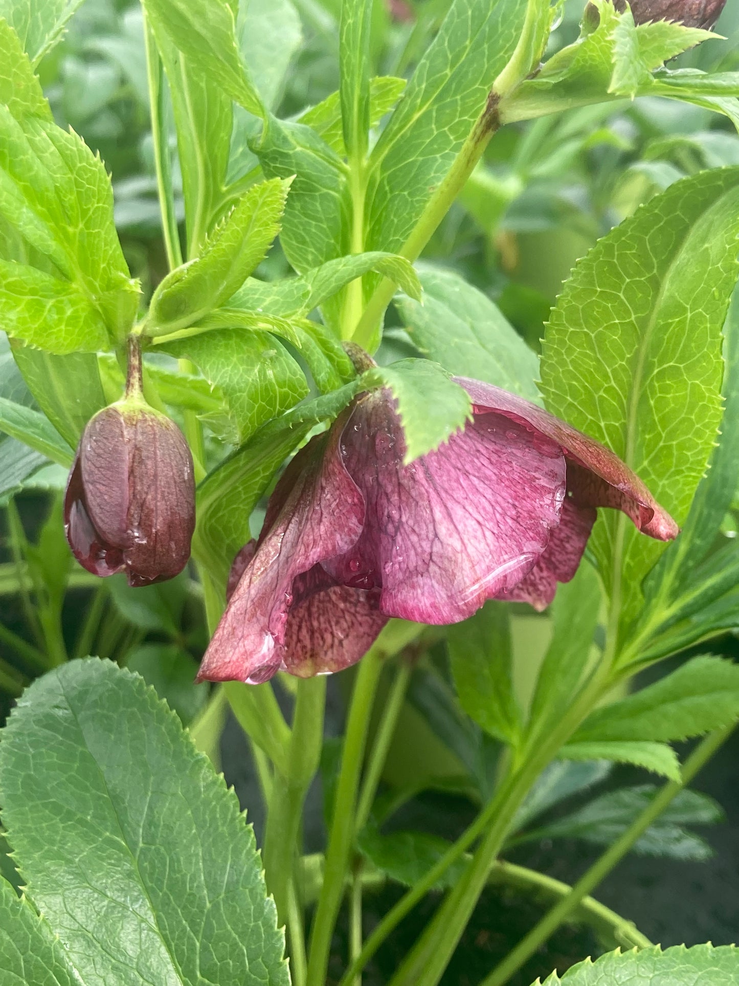 Helleborus ViV 'Victoria'