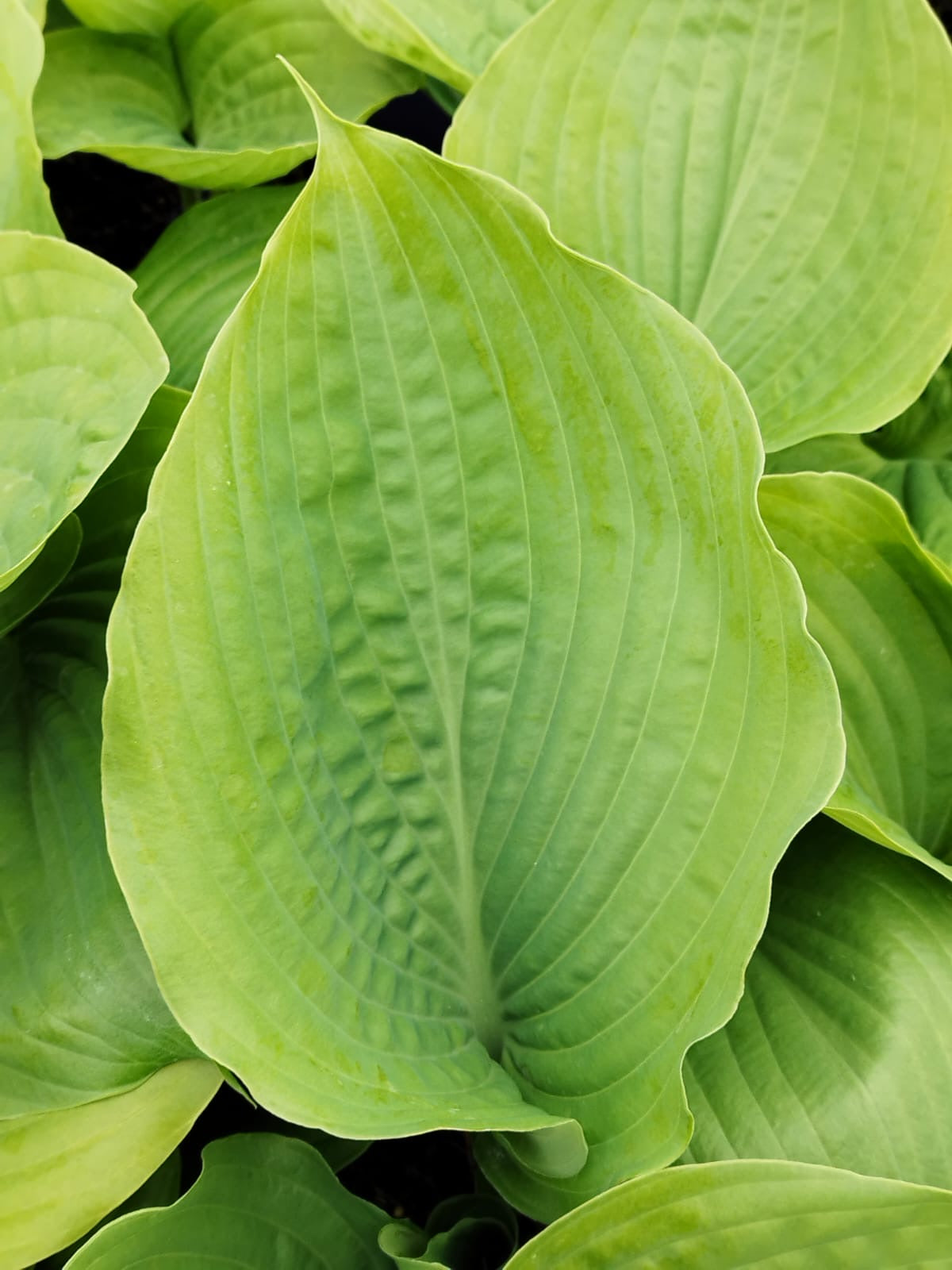 Hosta 'Sum and Substance'