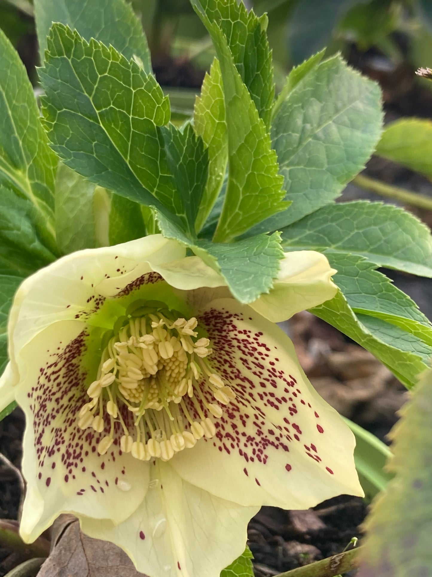 Helleborus orientalis ViV® Maeva