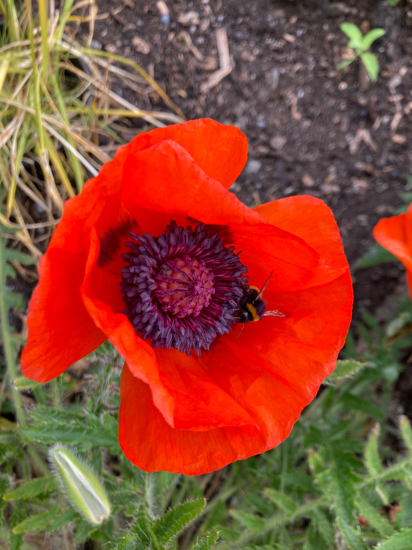 Papaver Orientale 'Allegro'