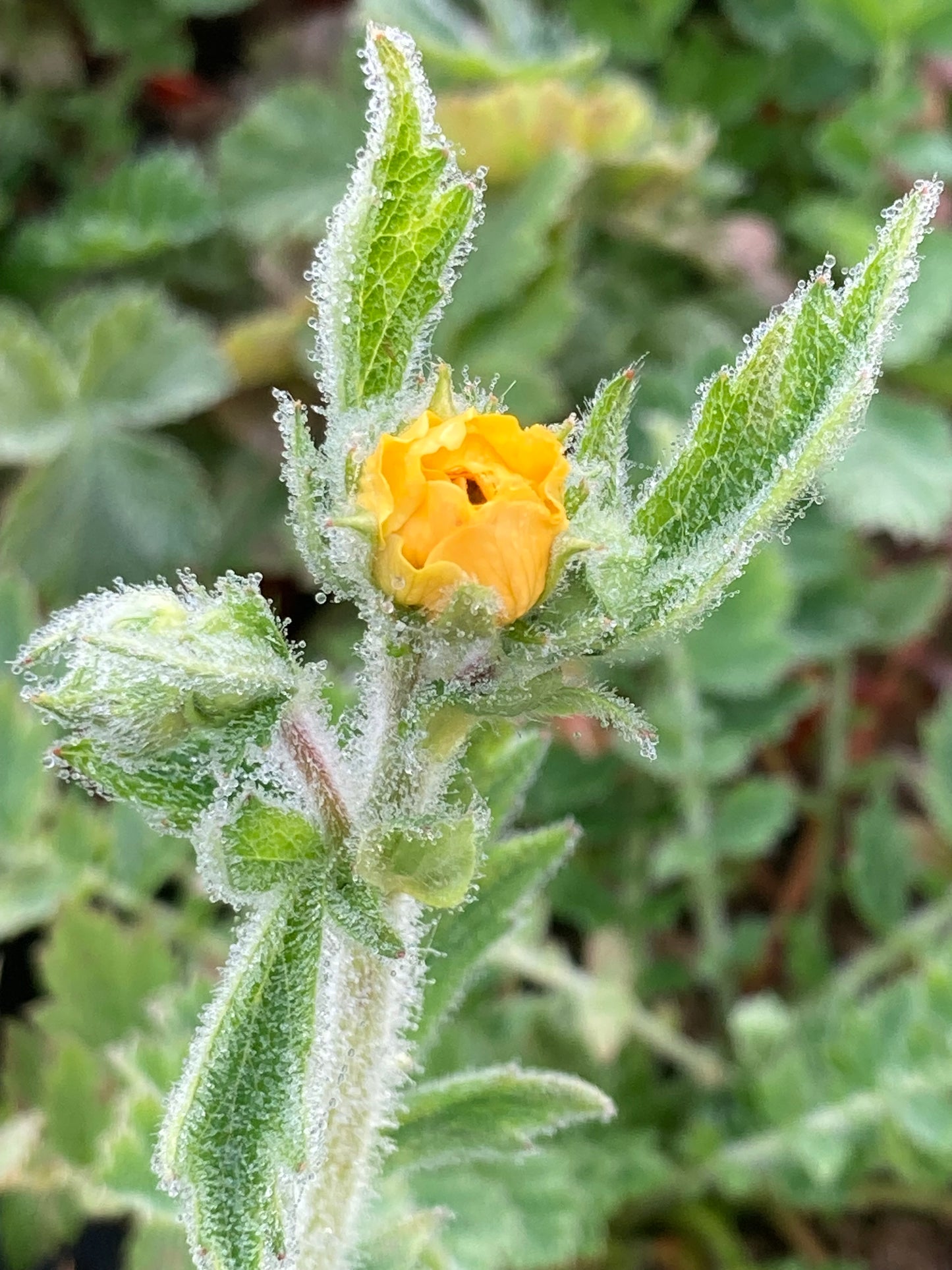 Geum 'Lady Stratheden'