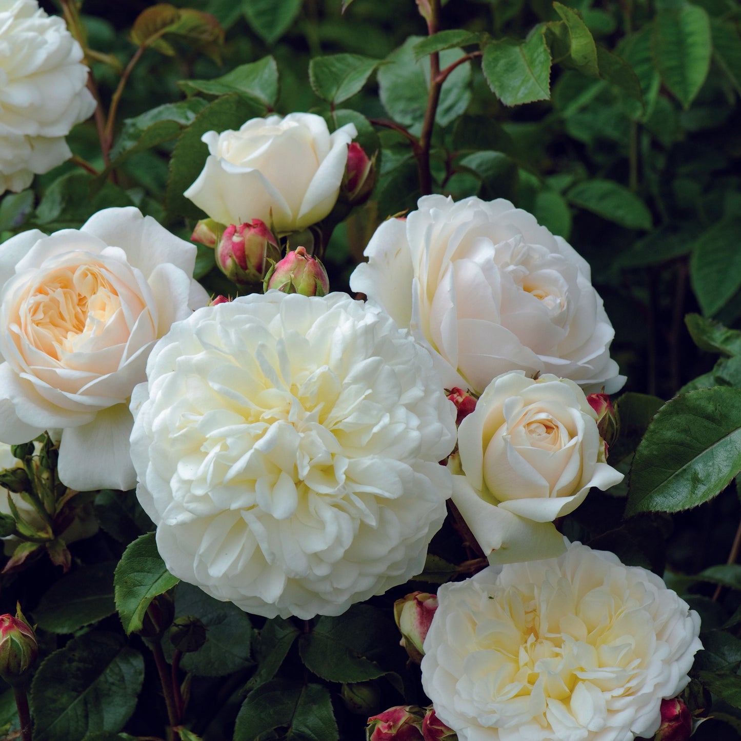 Rosa 'Tranquillity' (Ausnoble) David Austin Rose