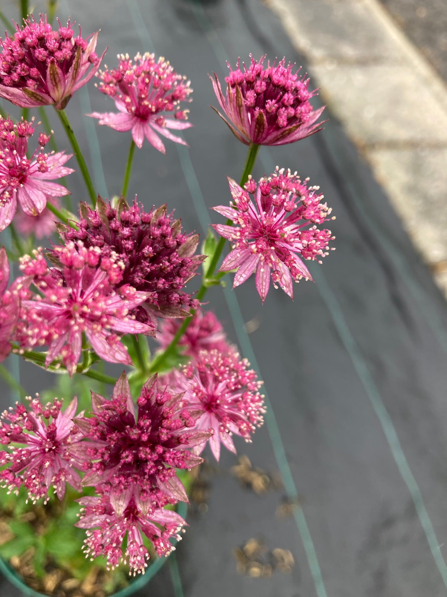 Astrantia ‘Roma’