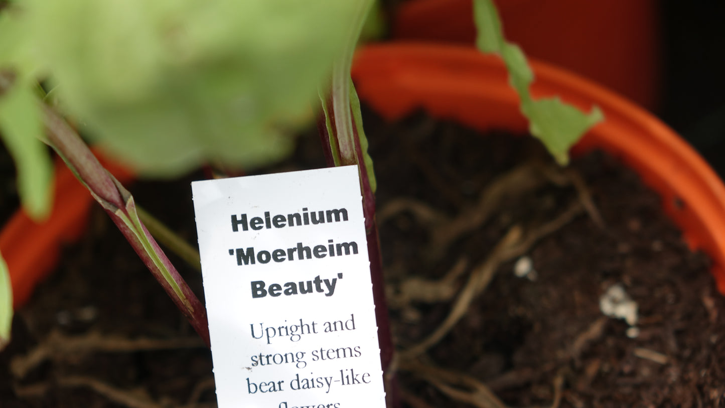 Helenium
‘Moerheim Beauty’®