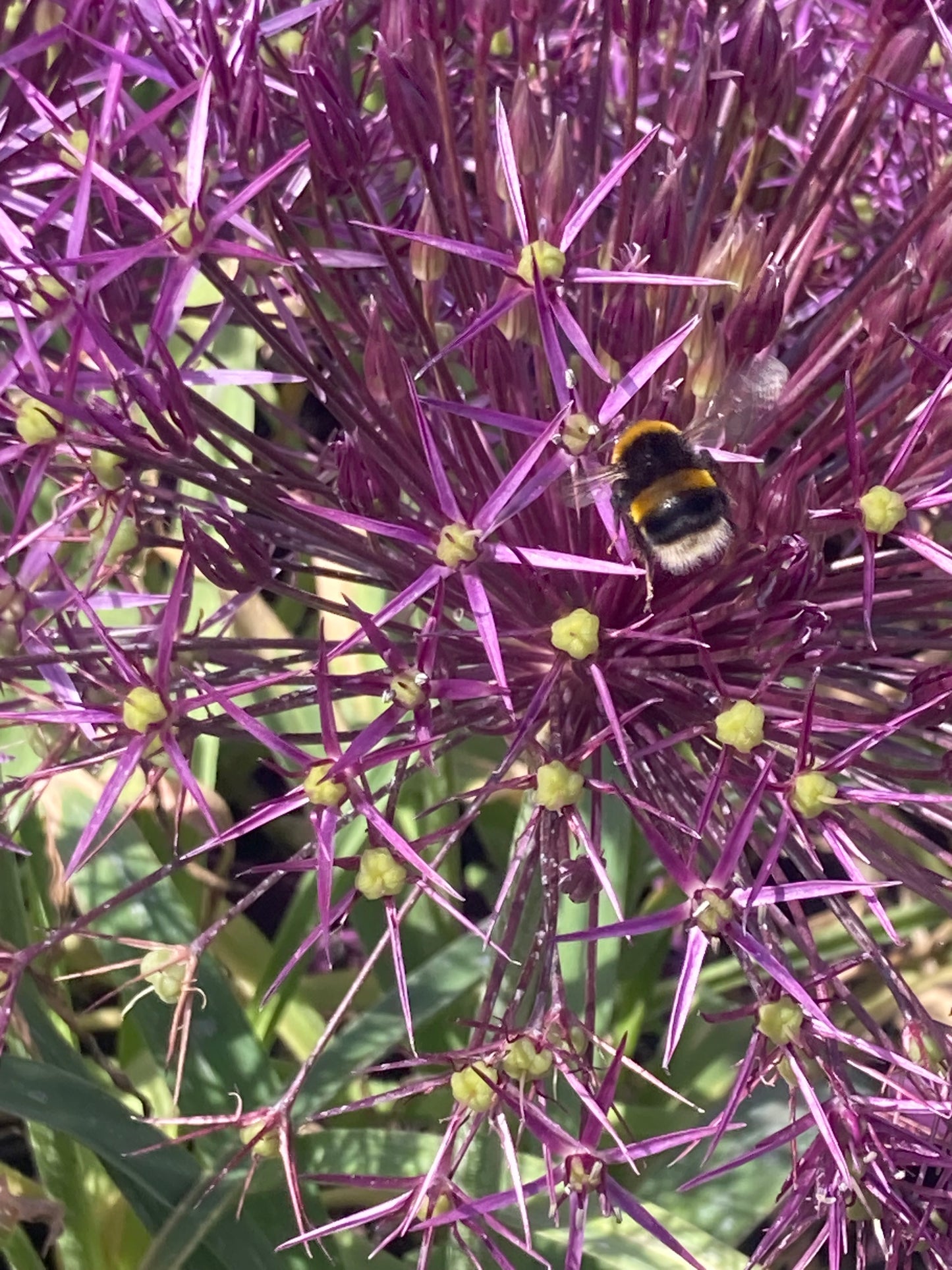 Allium ‘Cristophii’