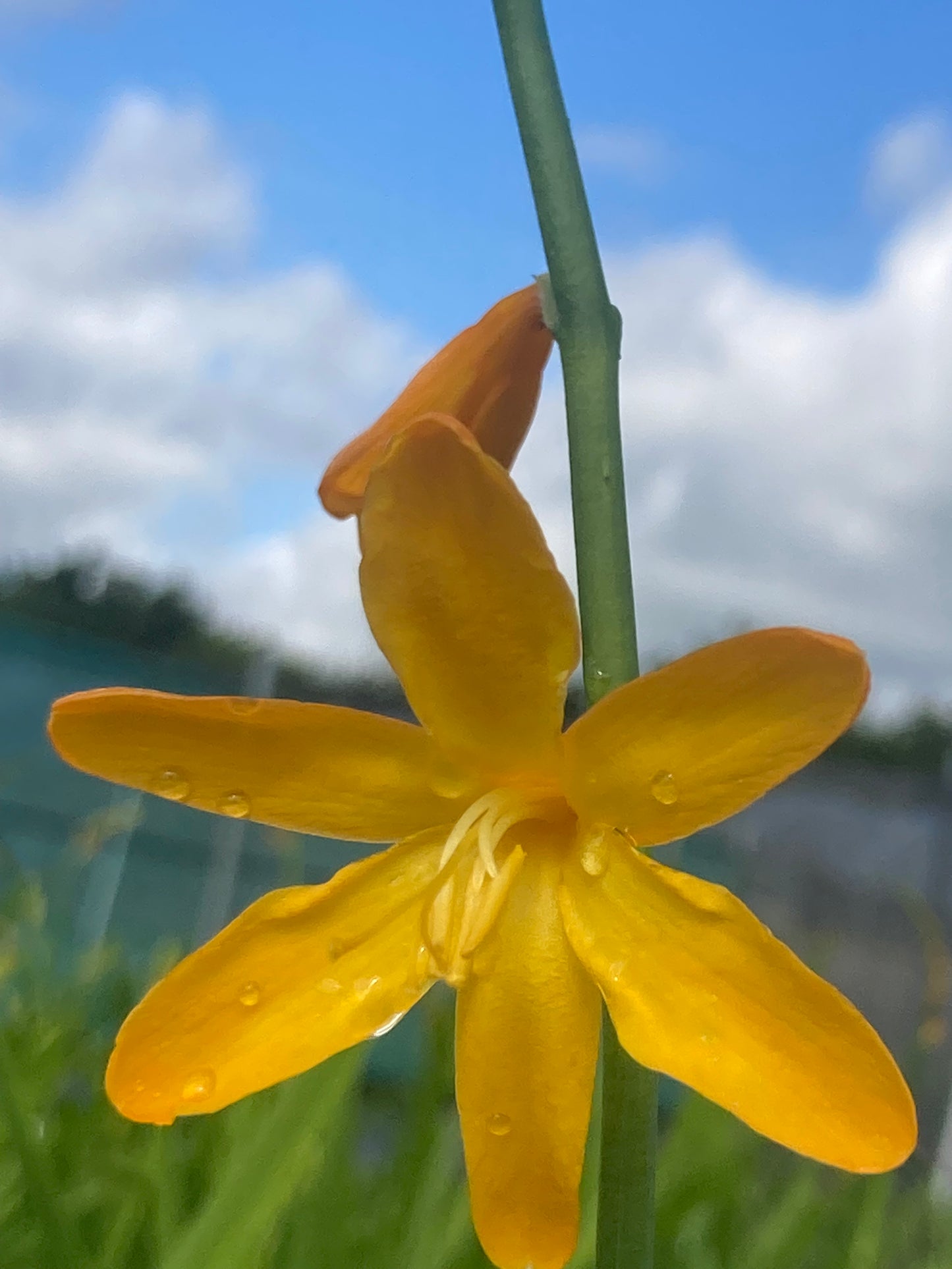 Crocosmia 'George Davison'