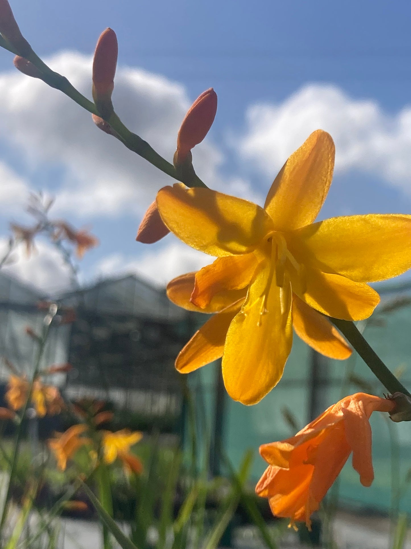 Crocosmia 'Solfatare'