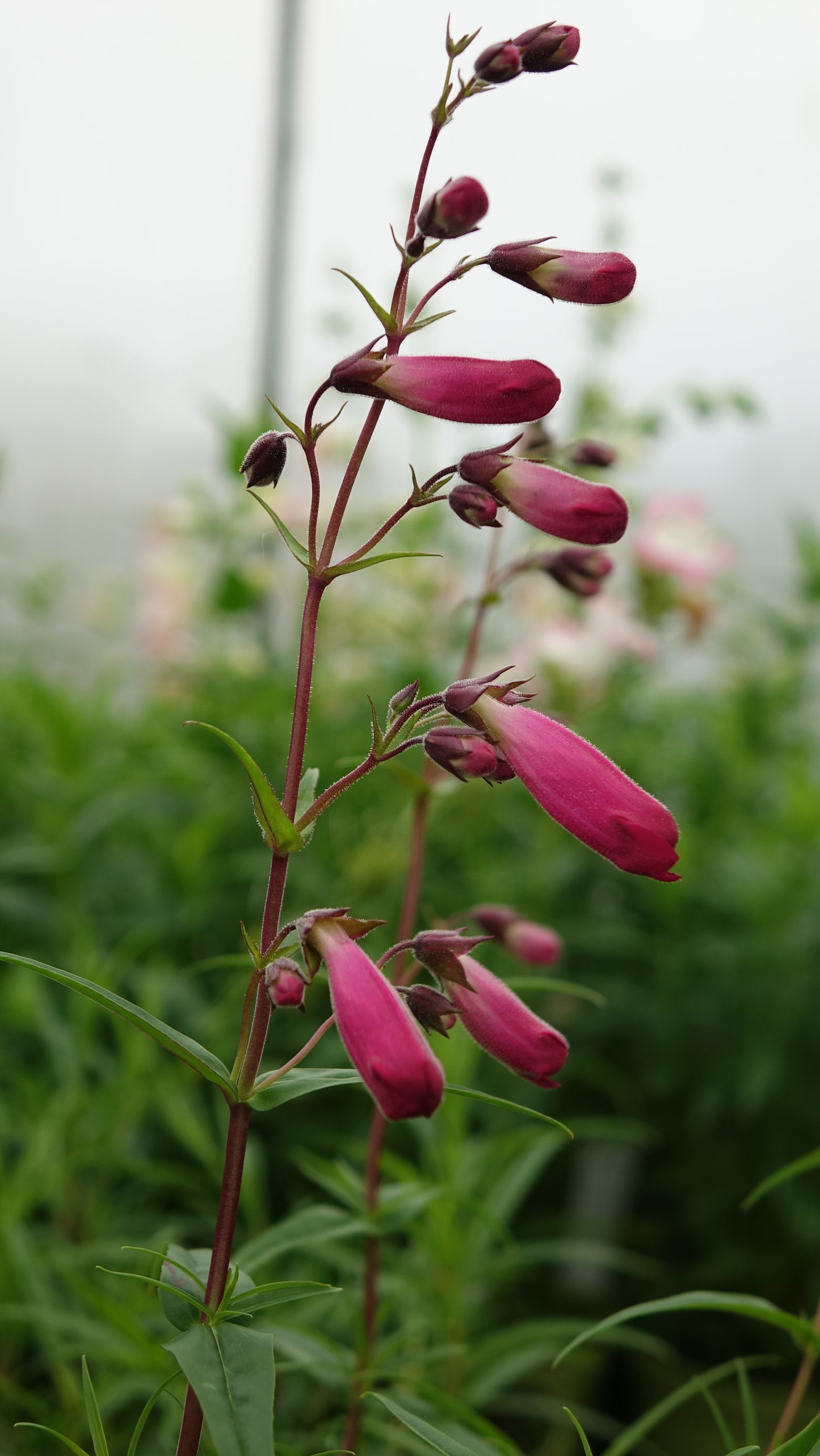 Penstemon 'Garnet'