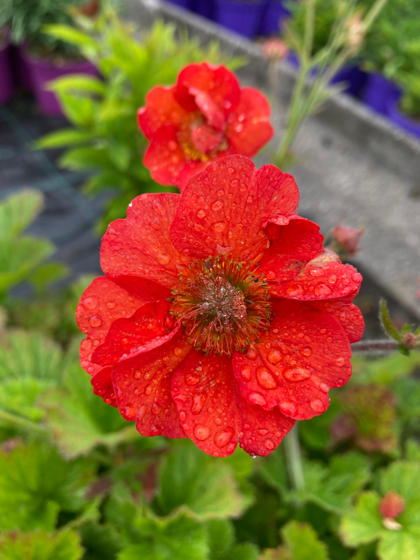 Geum ‘Scarlet Tempest’