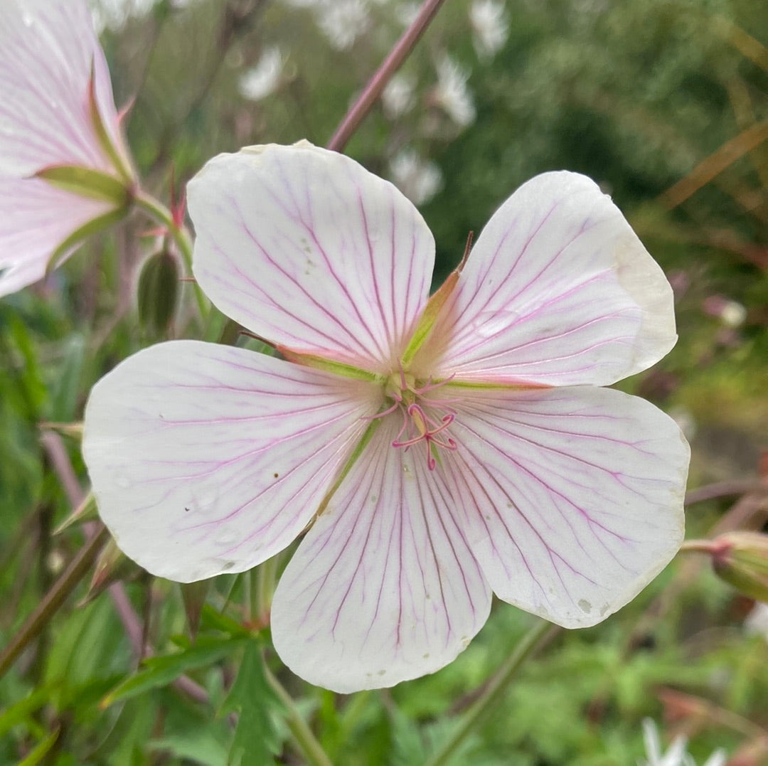Geranium clarkei ‘Kashmir White’
