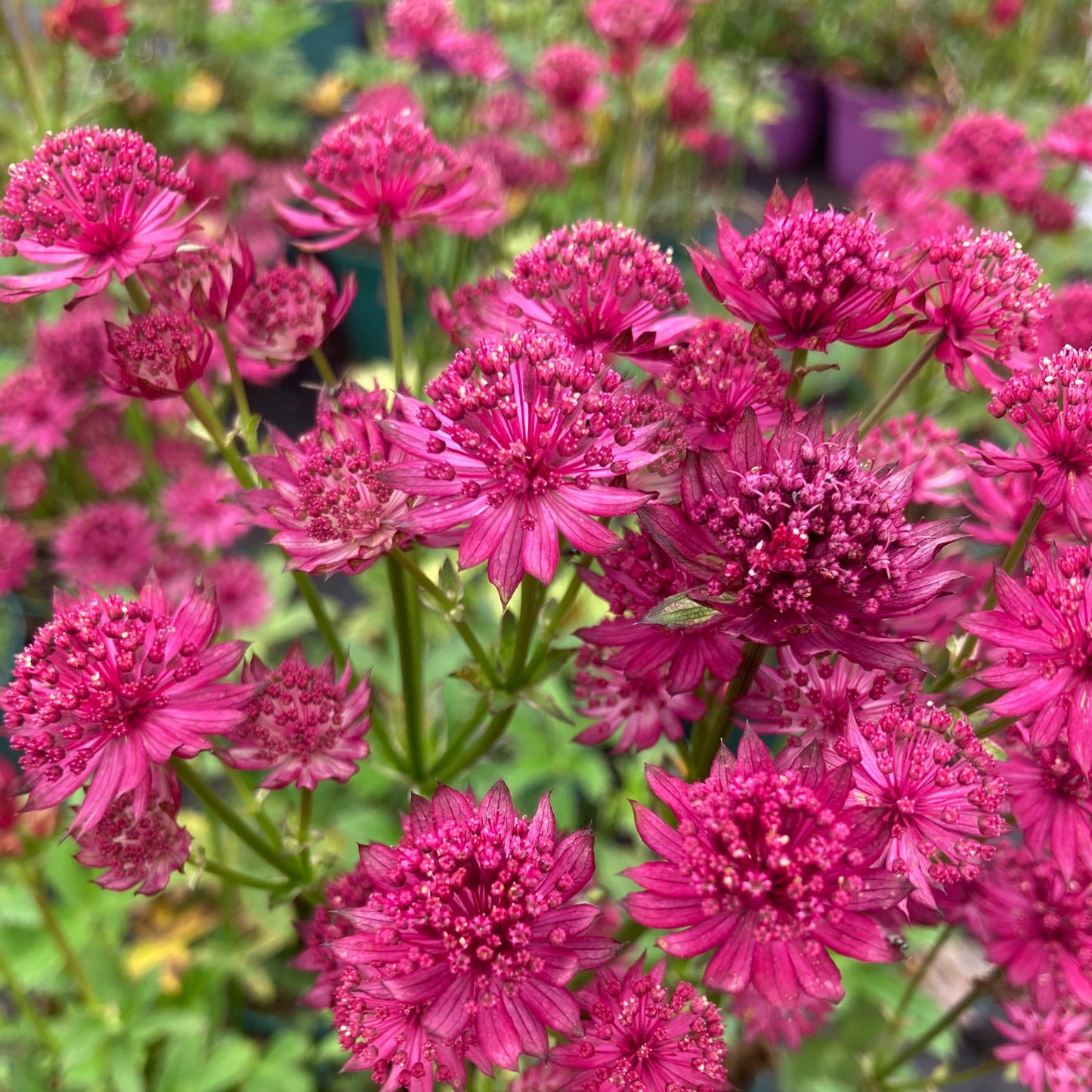 Astrantia major ‘Venice’