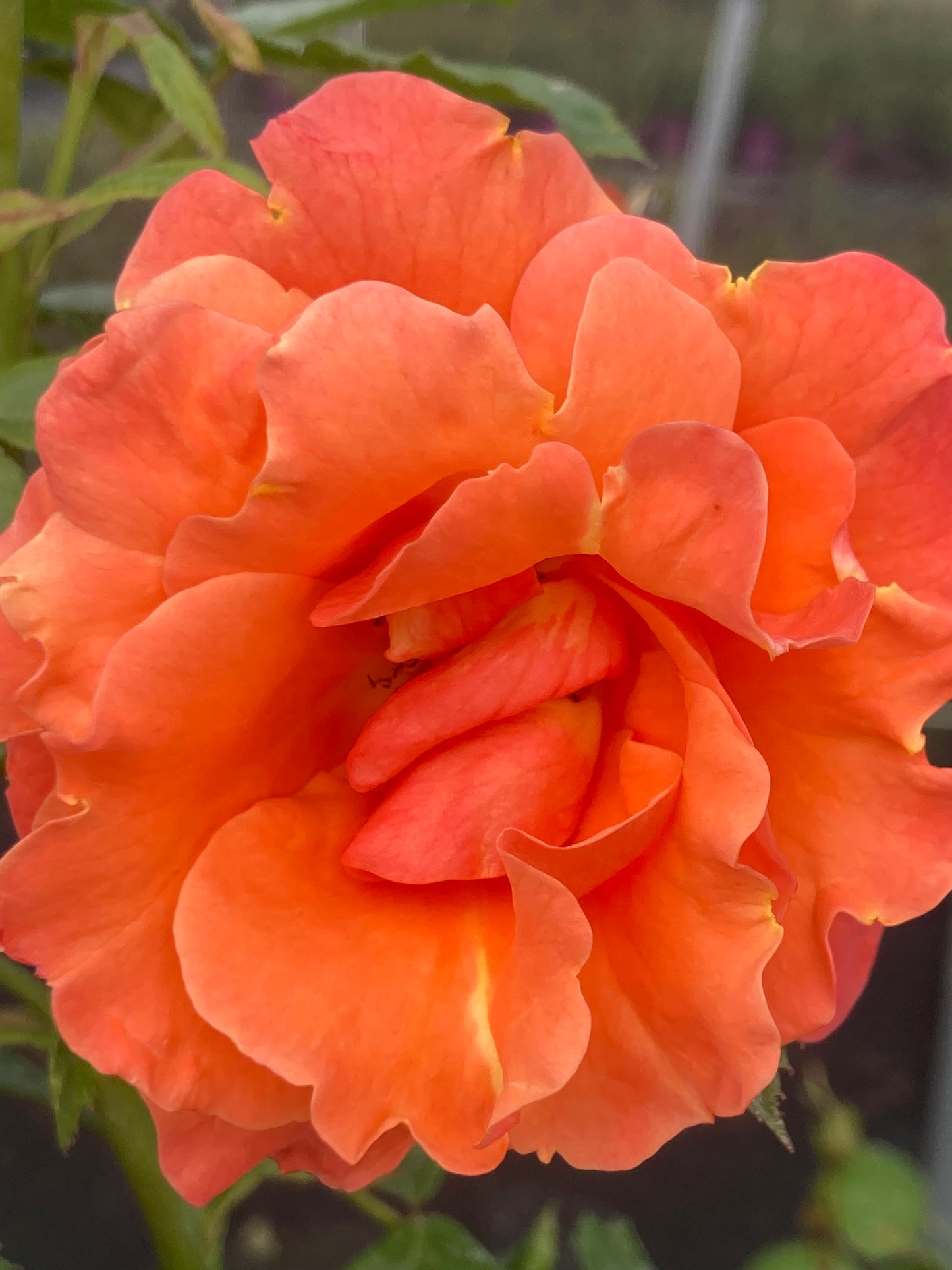 Rosa Newsflash Climbing Rose Pot Size 4.5L