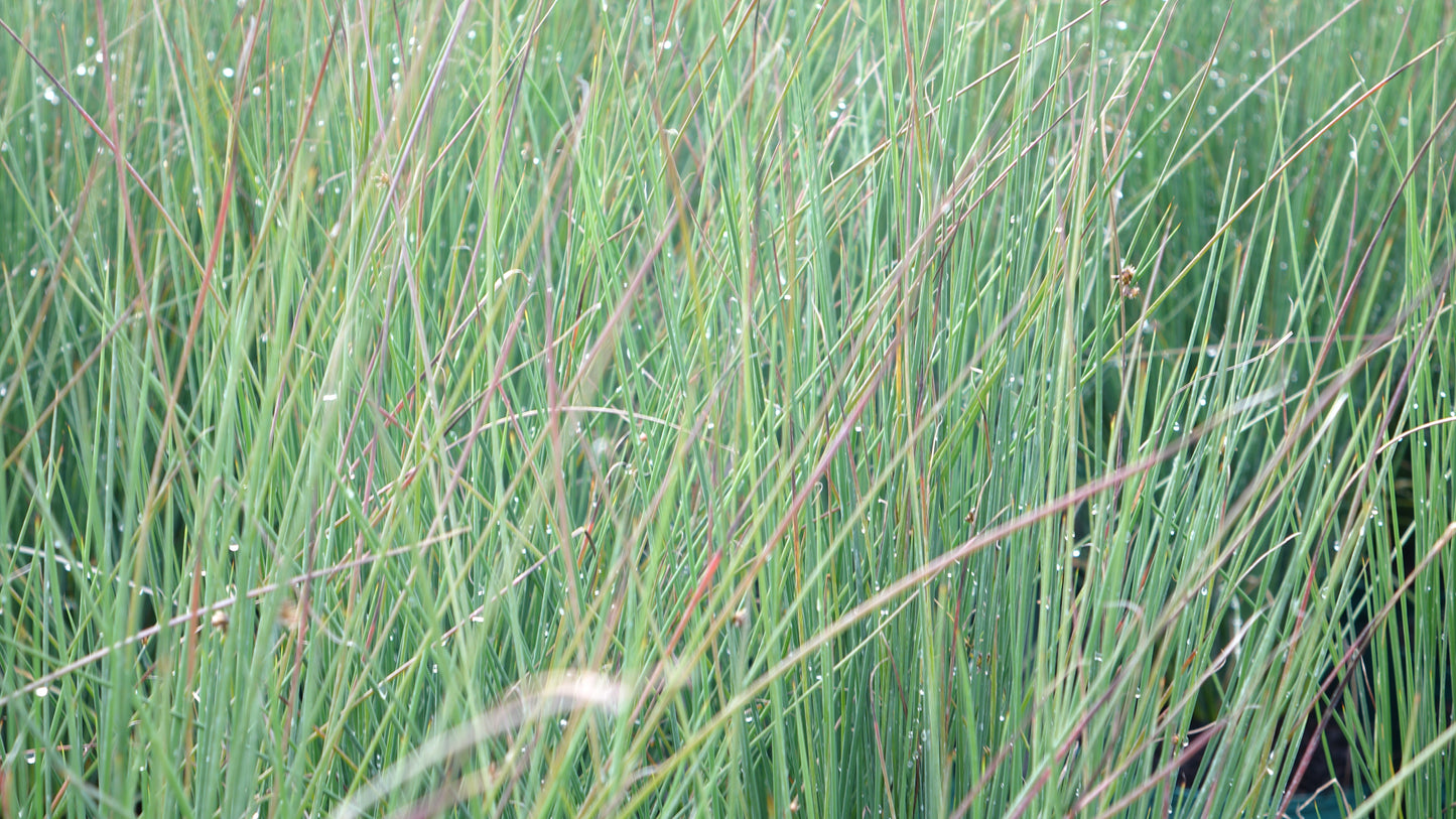 JUNCUS EFF.
'BLUE DART'
