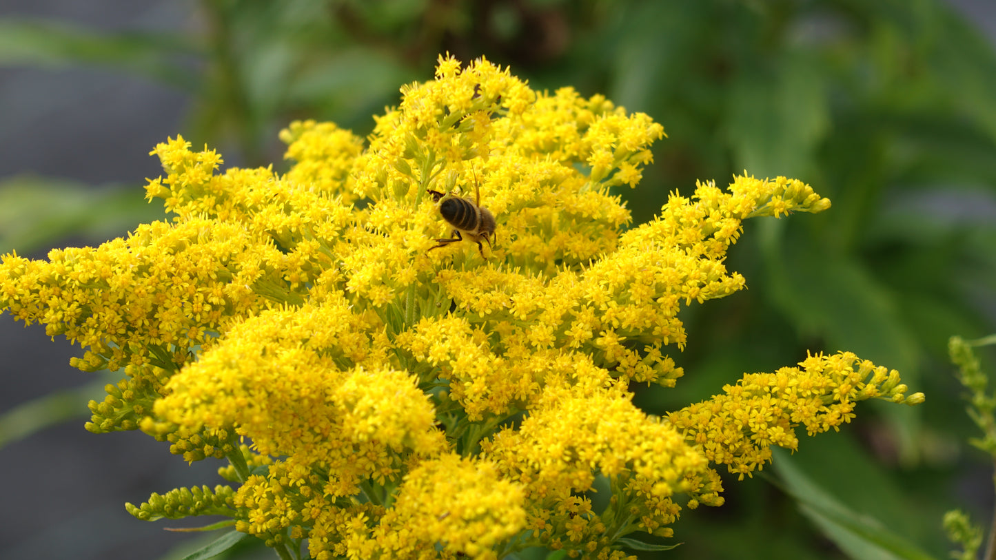 Solidago can. 'Goldkind'