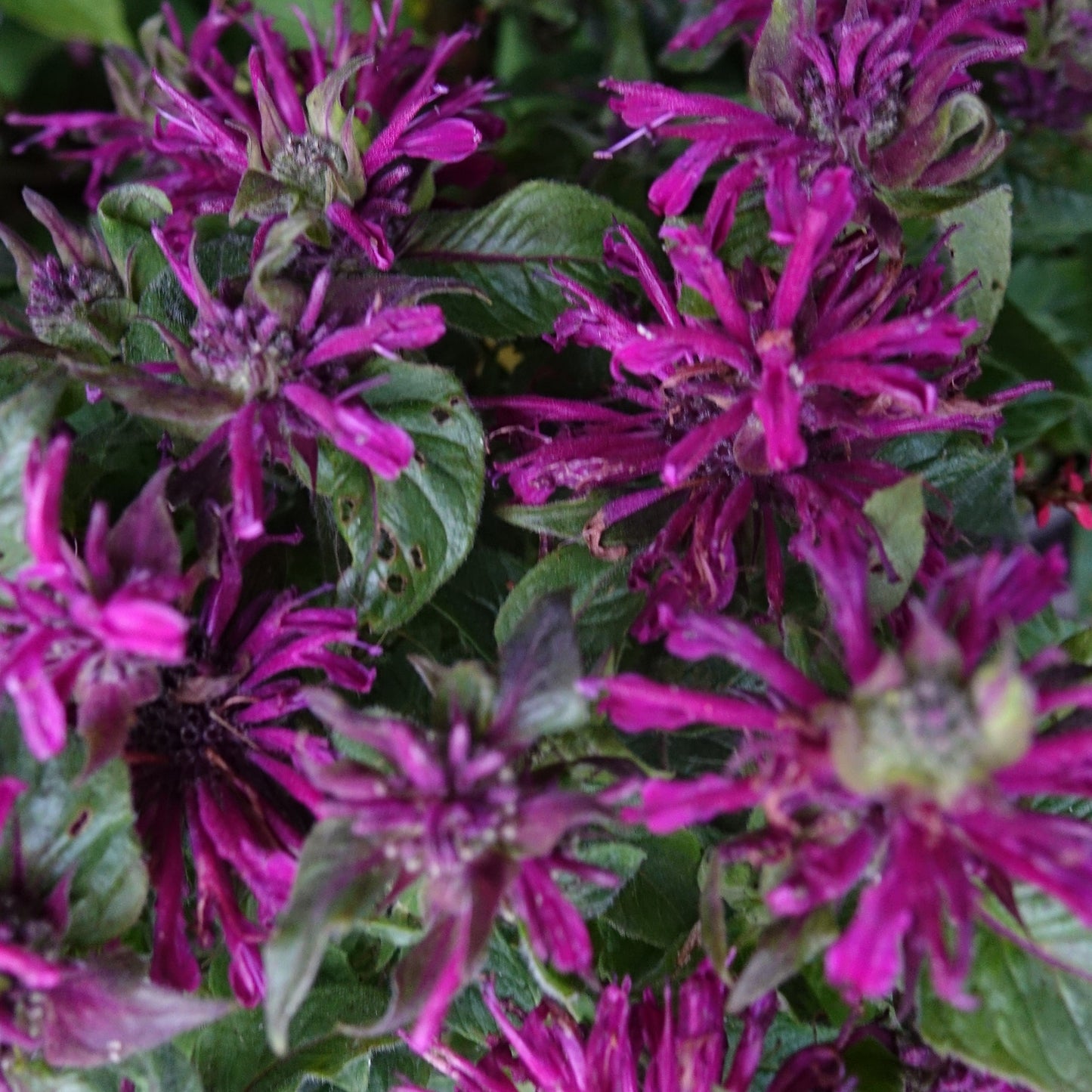 Monarda didyma 'Grape Gumball'