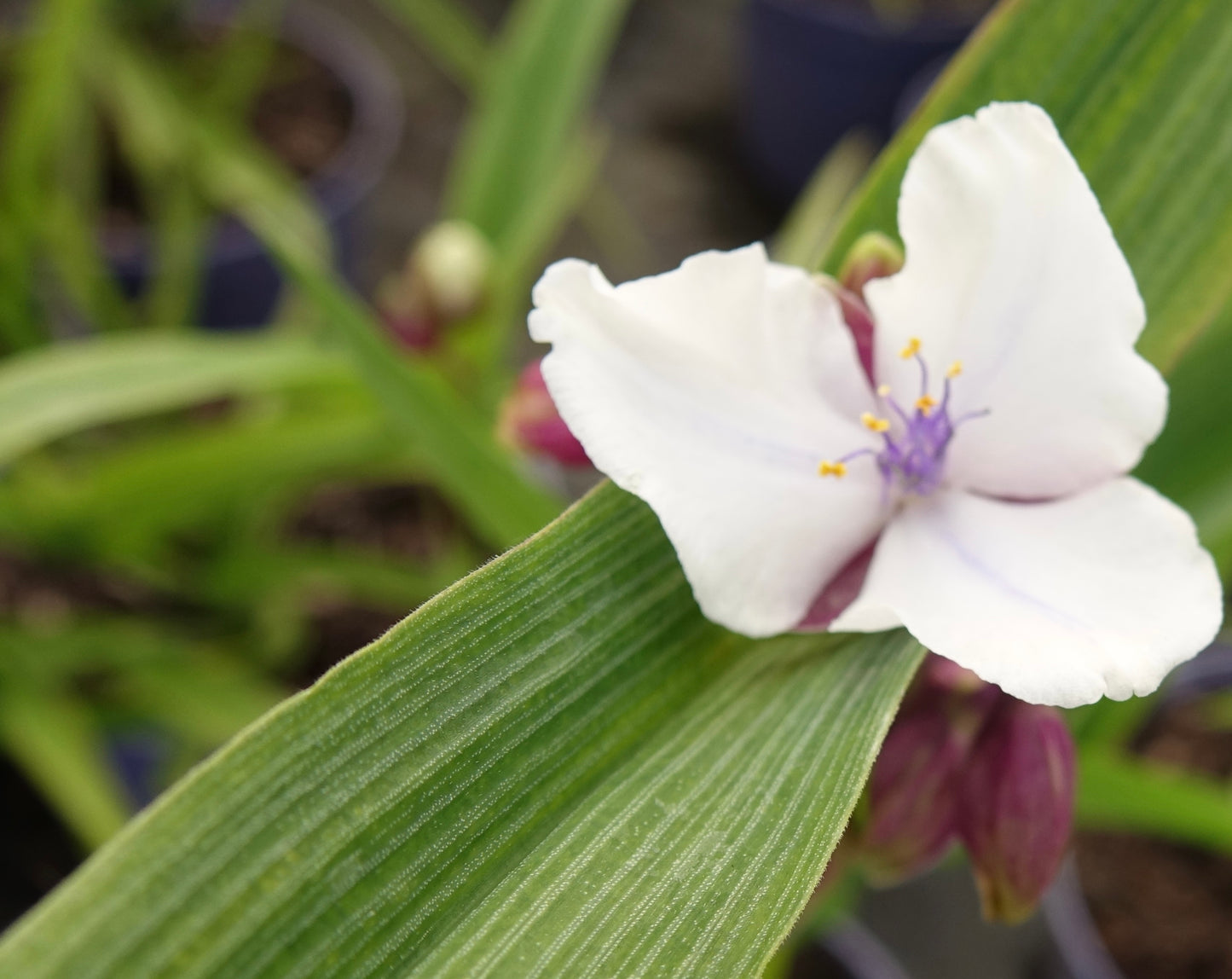Tradescantia ‘Osprey’