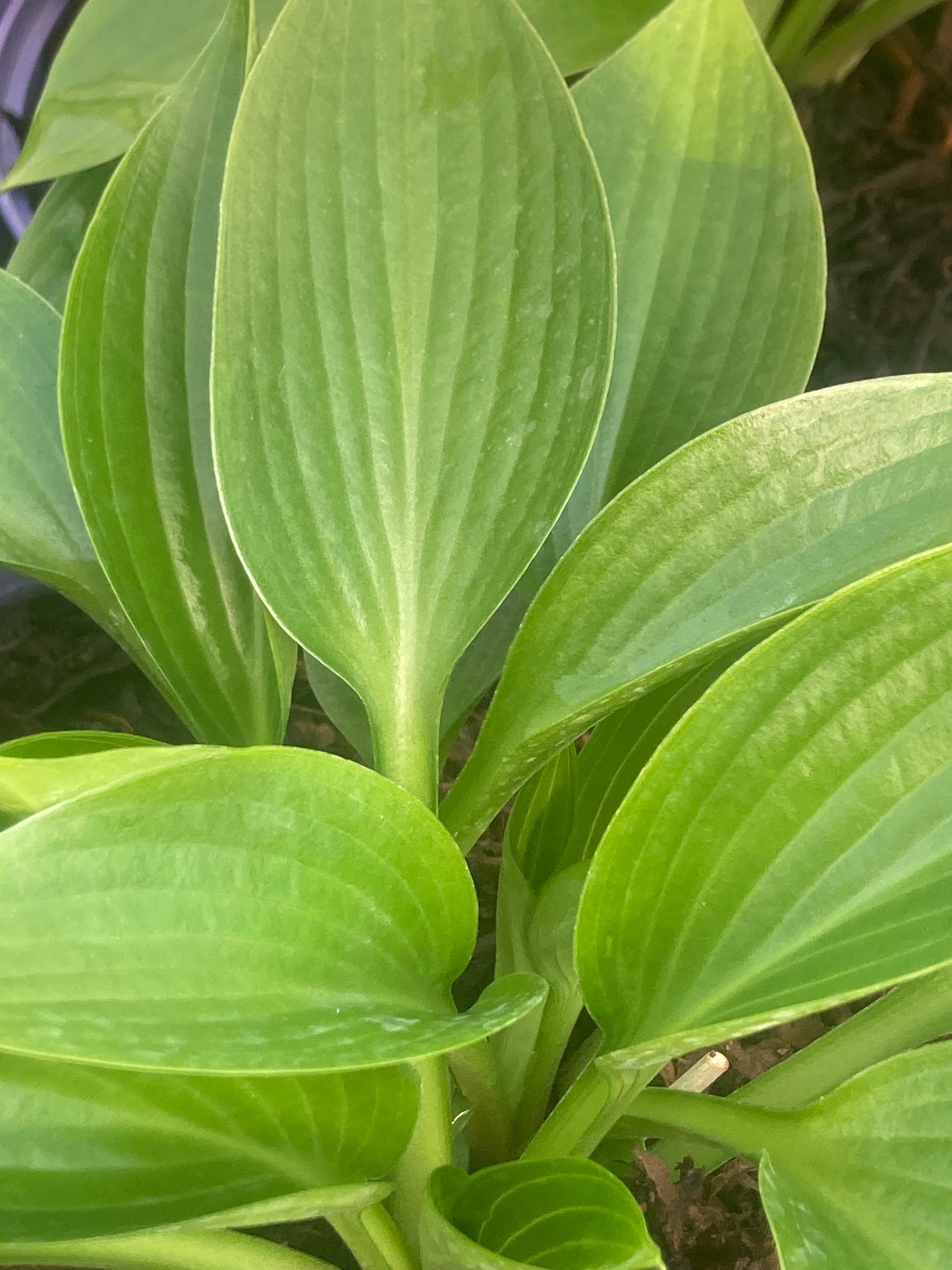 Hosta 'Devon Green'