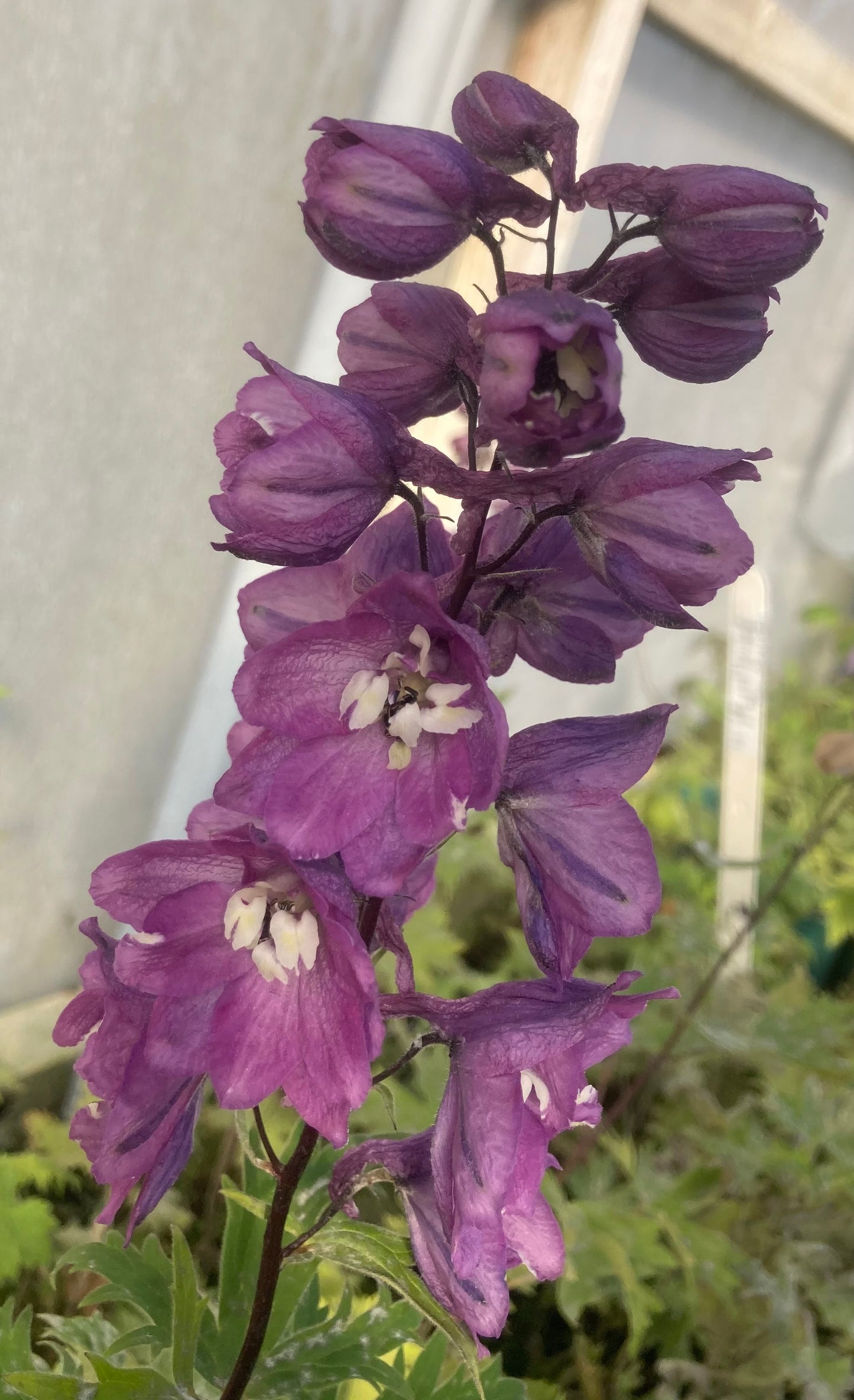 Delphinium 'Astolat'