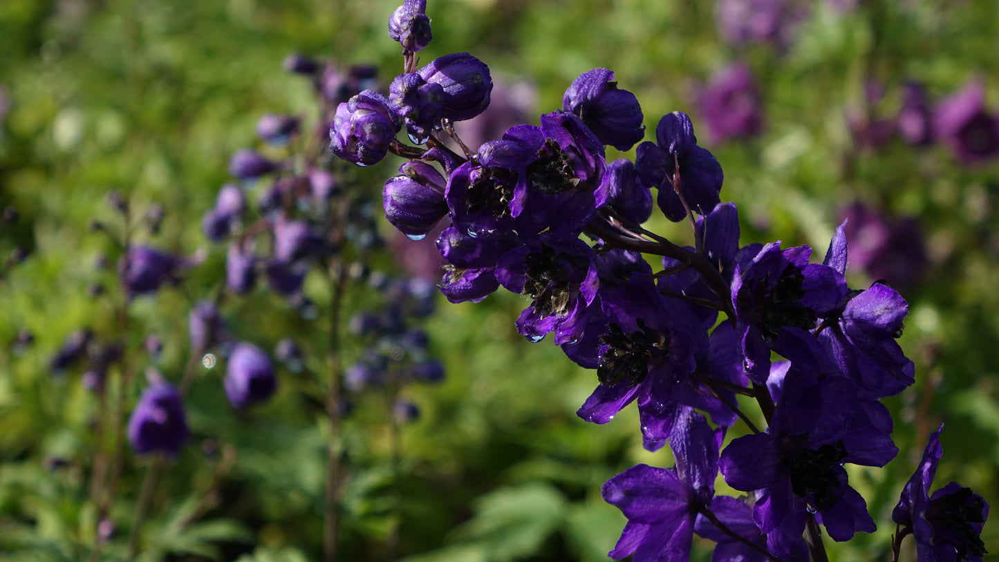 Delphinium c.M.F. D.Blue/Black Bee