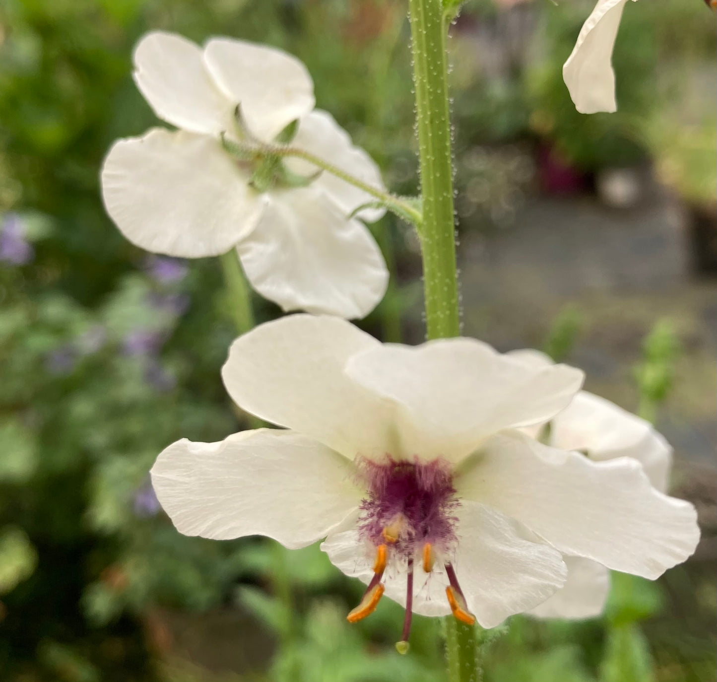 Verbascum ‘White Blush’