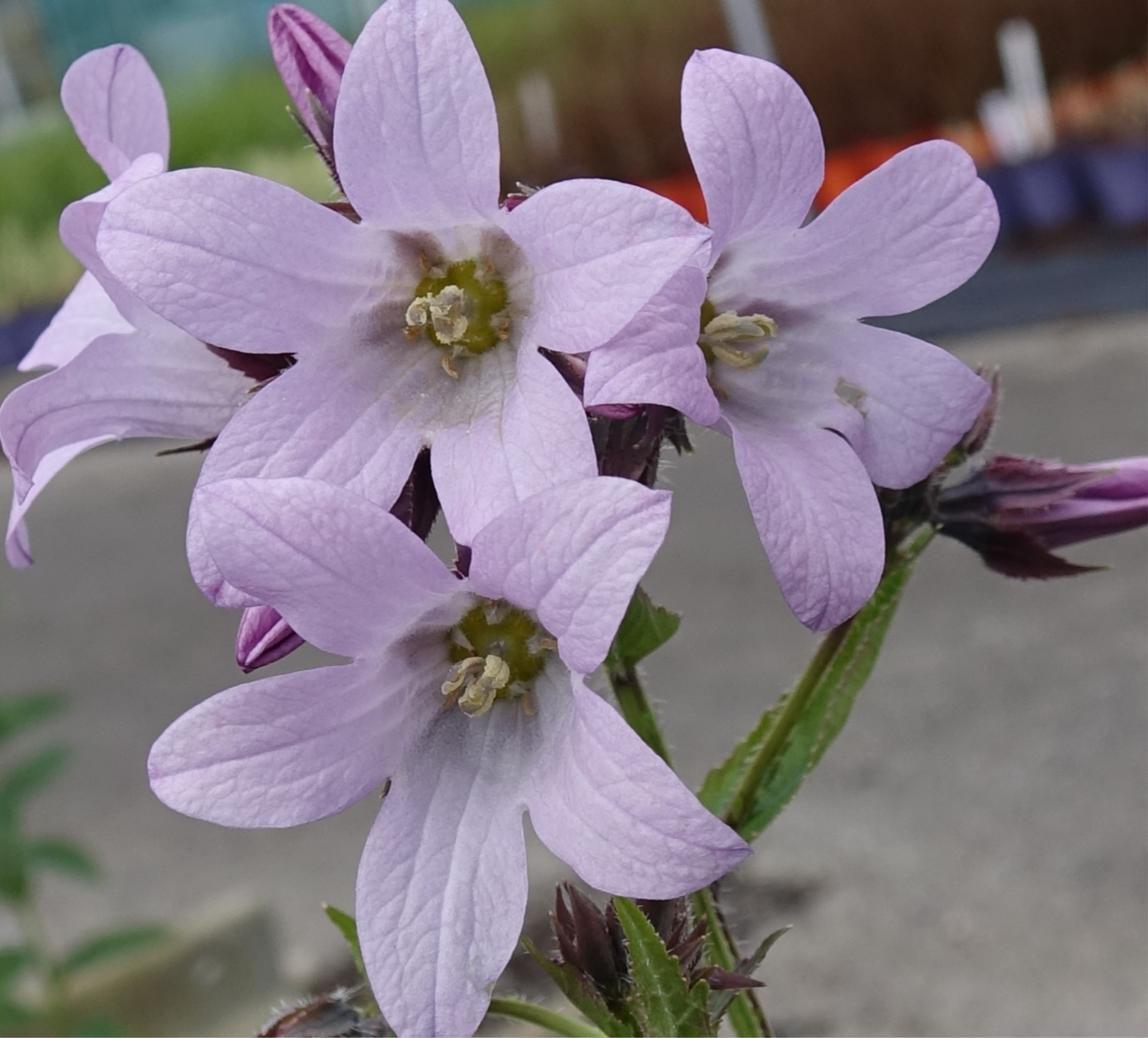 Campanula lactiflora 'Loddon Anna'