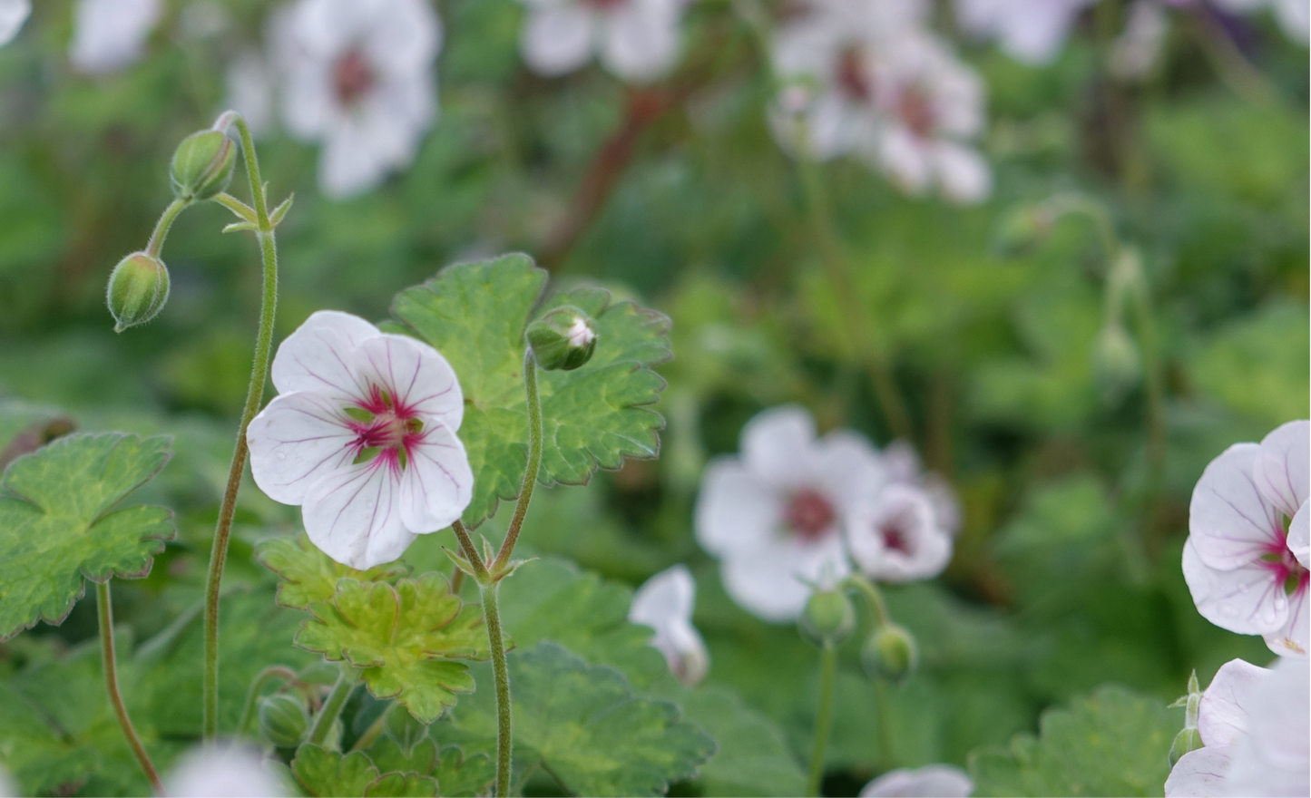 Geranium
'Coombland’
White