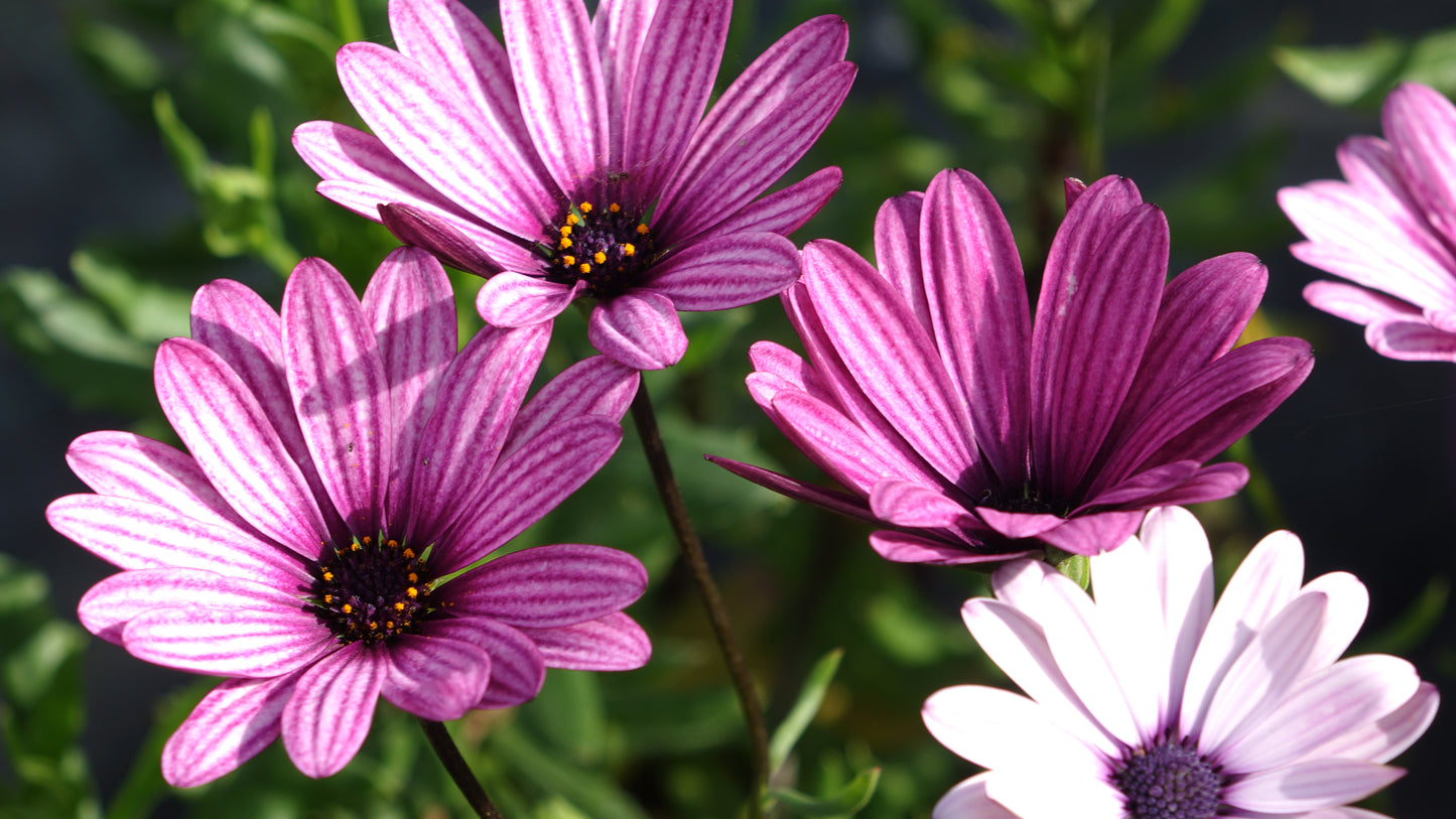 OSTEOSPERMUM
'SENNEN SUNRISE'