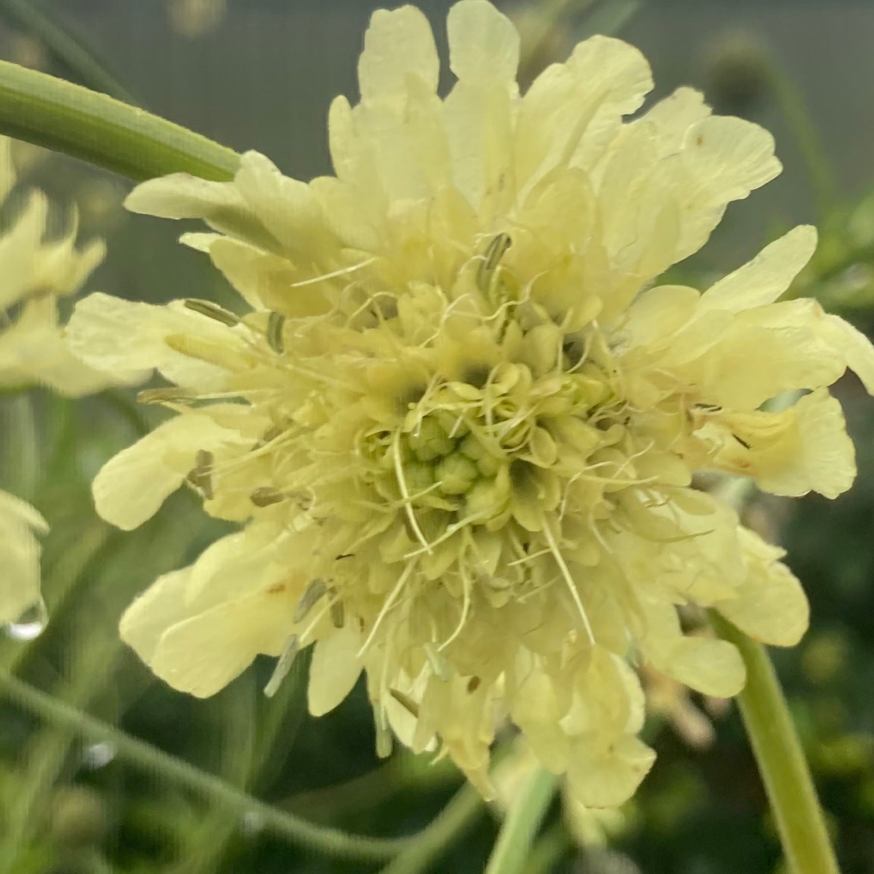 Cephalaria Gigantea Riverlane Nurseries cephalaria-gigantea-riverlane-nurseries