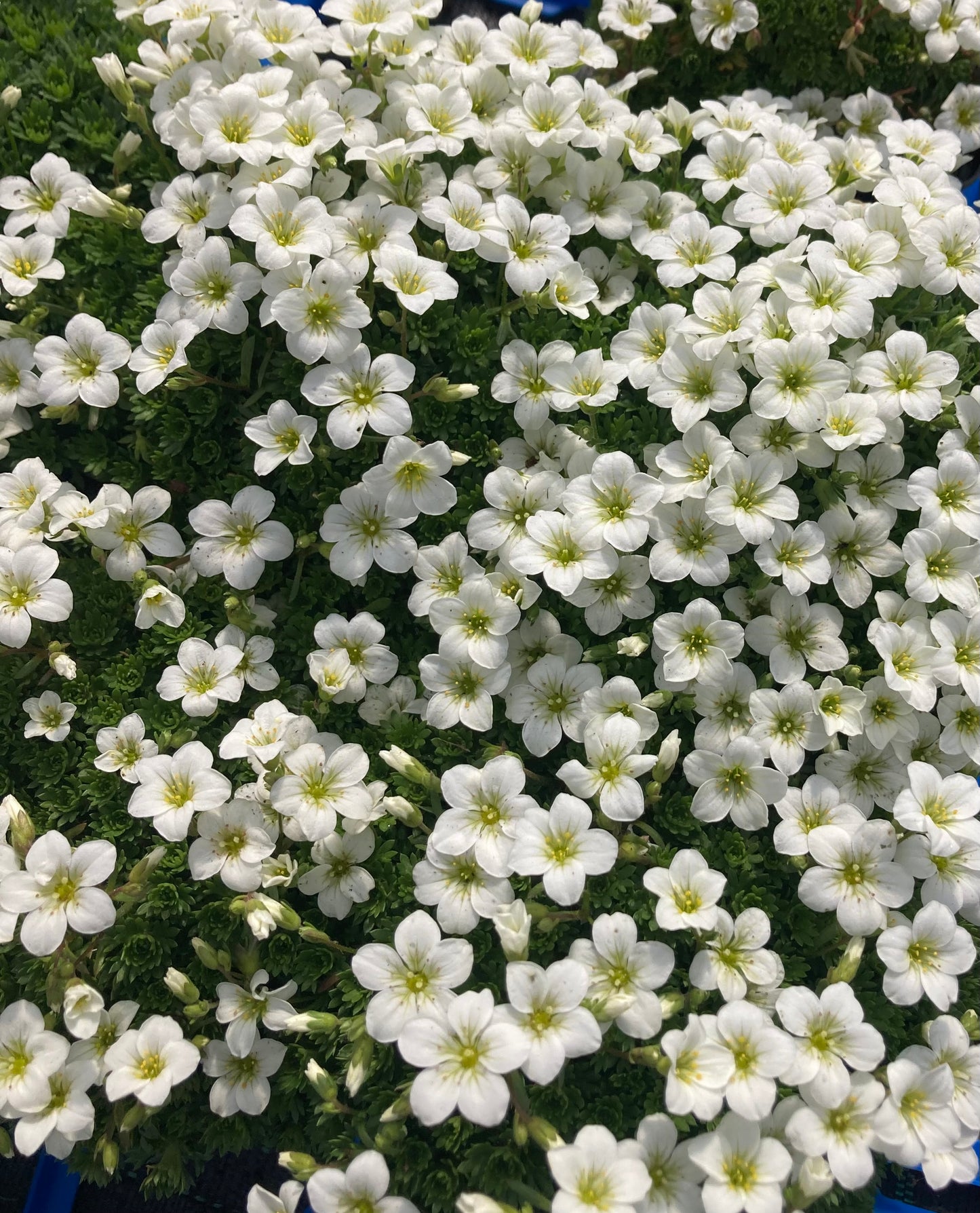 Saxifraga x ar. White Star