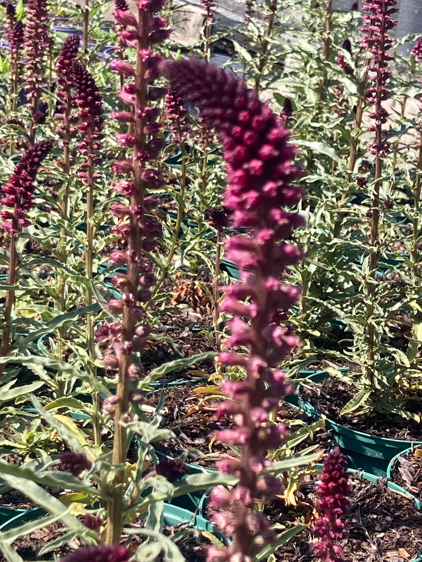 Lysmachia ‘Beaujolais’