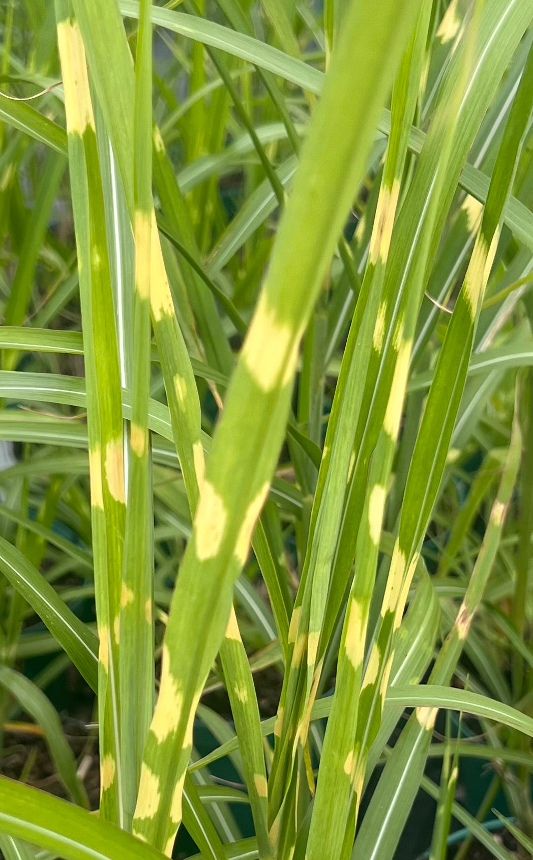 Miscanthus sin, 'Zebrinus