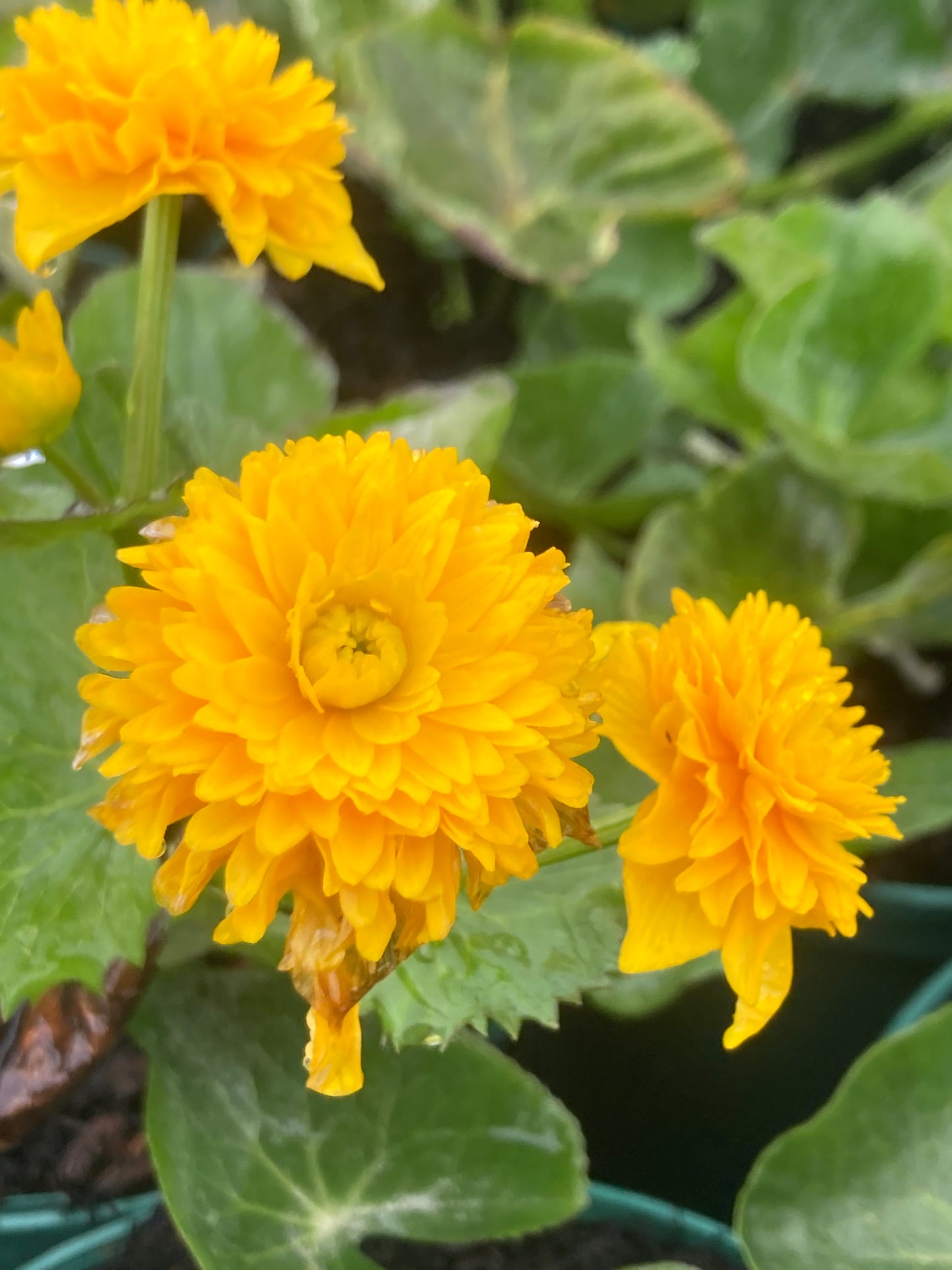 Caltha palustris
'Plena"