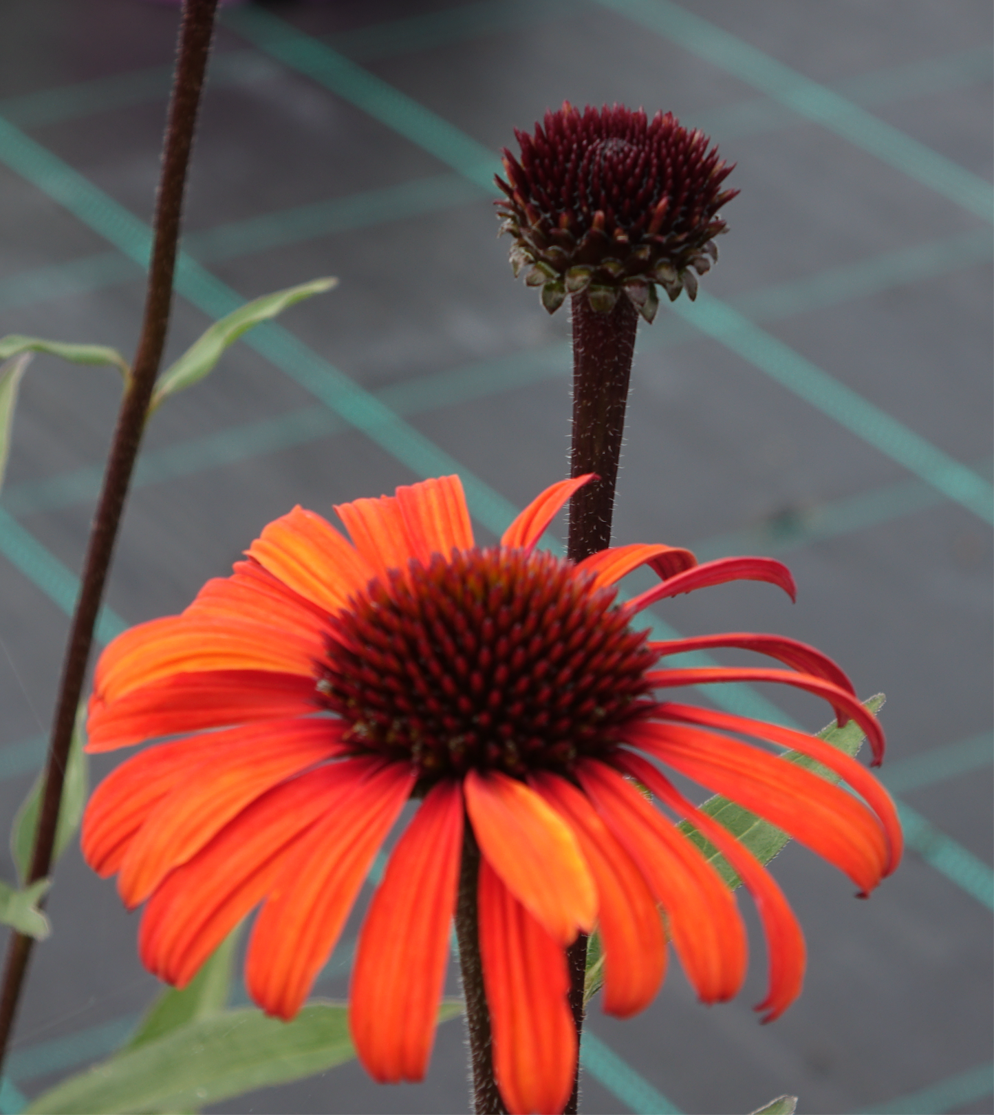 Echinacea 'Devotion'®