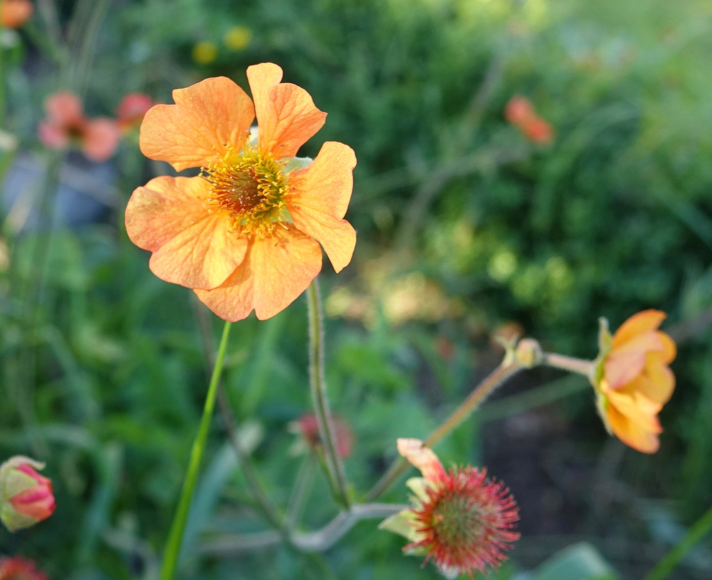 Geum Totally Tangerine