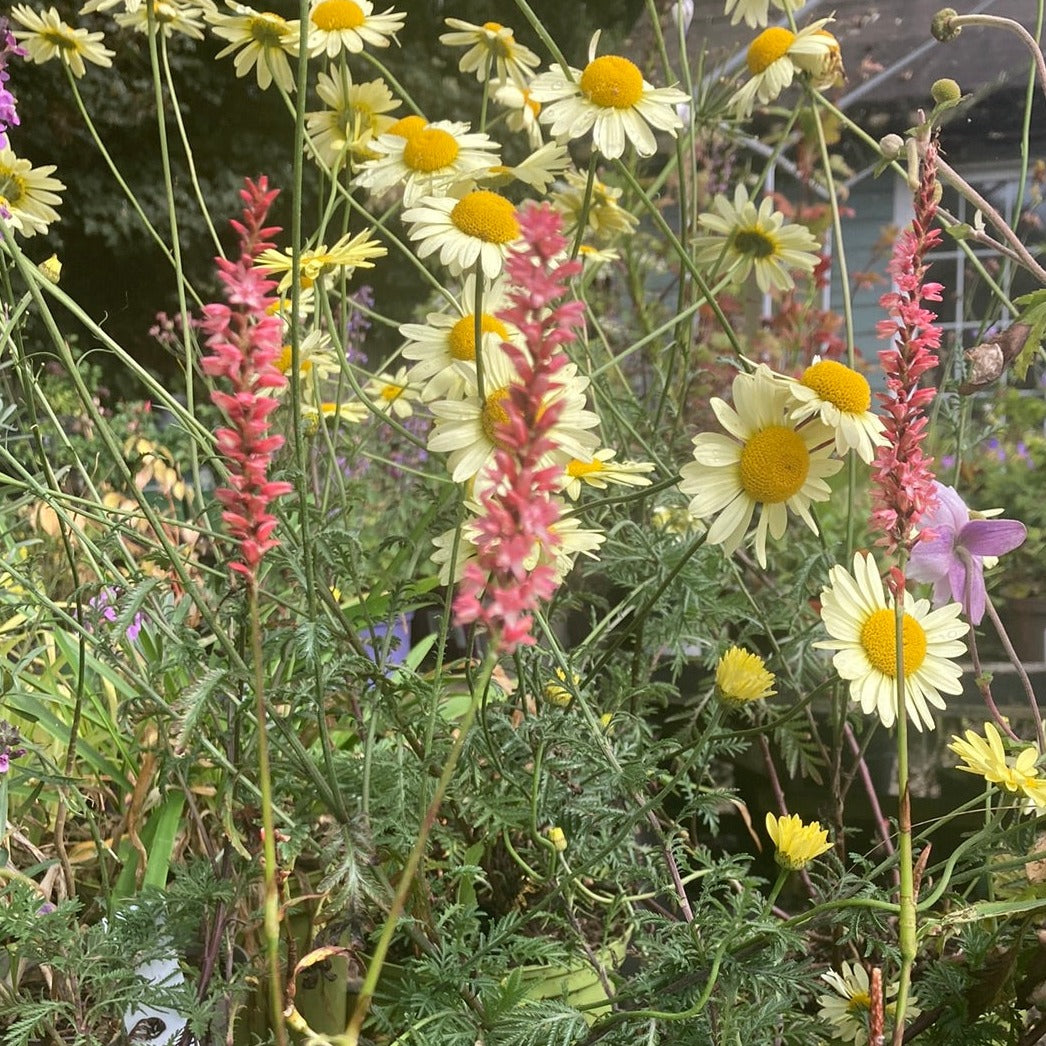 Periscaria amplexicaulis 'Orange Field'